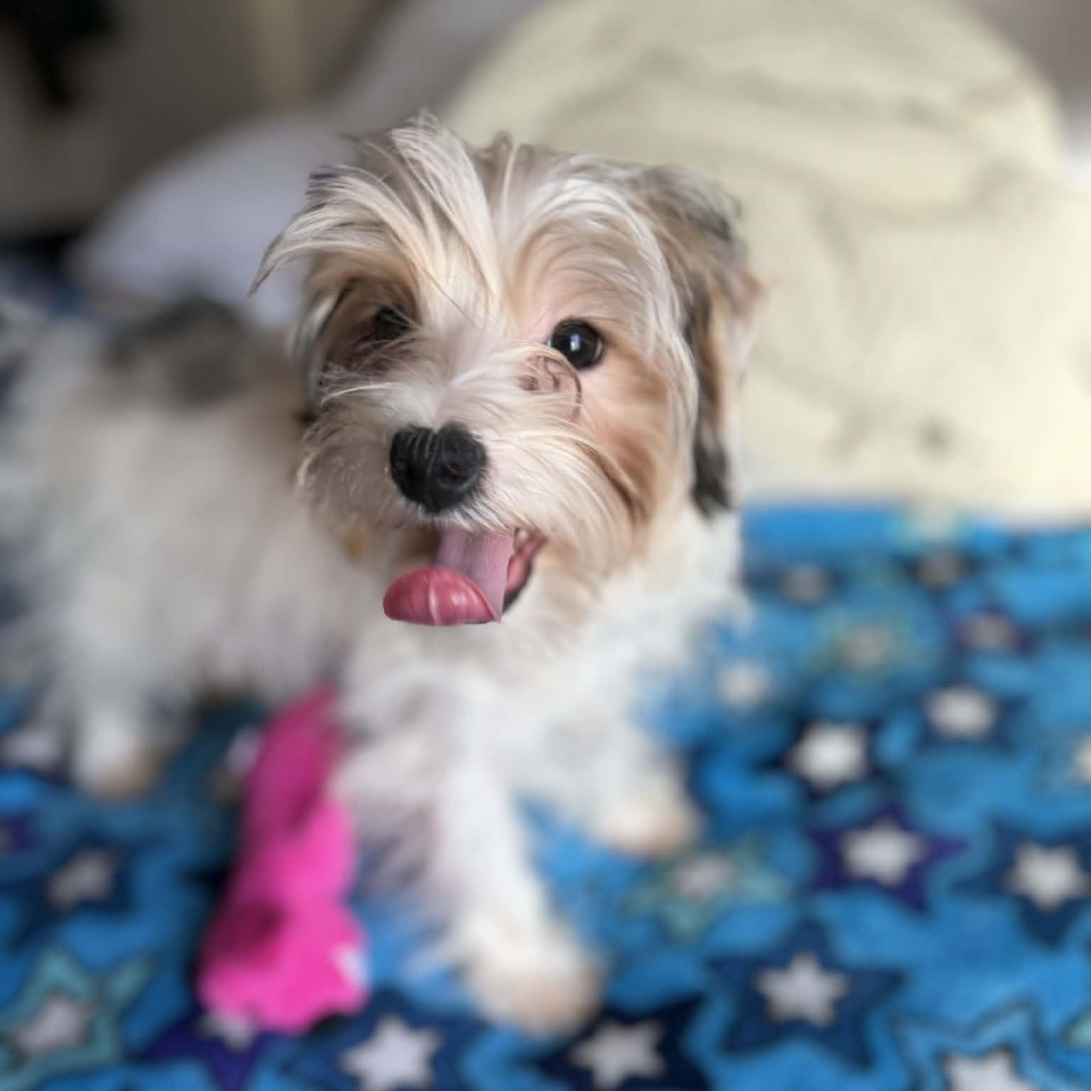 Enlarge Bailey, a ADOPTABLE Yorkshire Terrier in Rancho Santa Fe, CA image 2/2