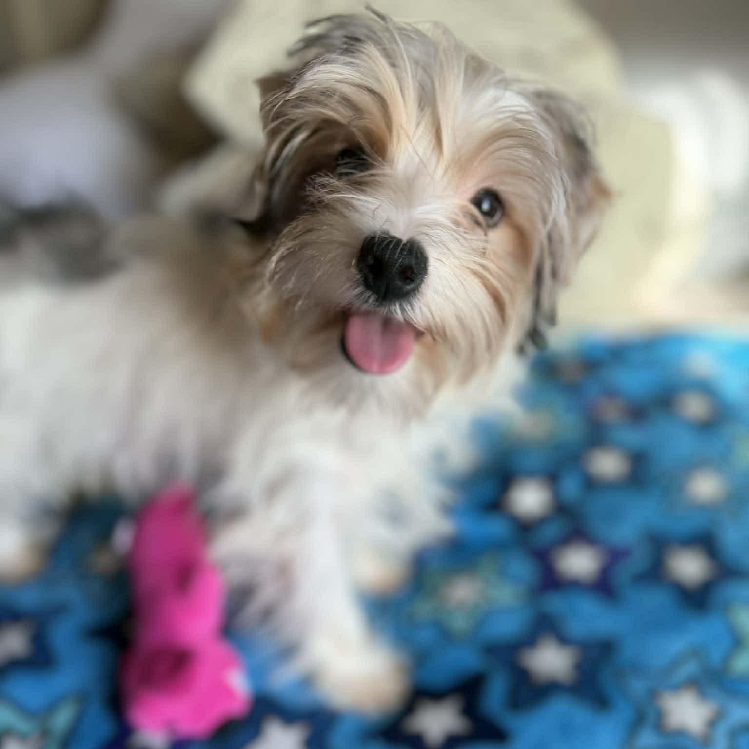 Bailey, ADOPTABLE, Young Male Yorkshire Terrier.