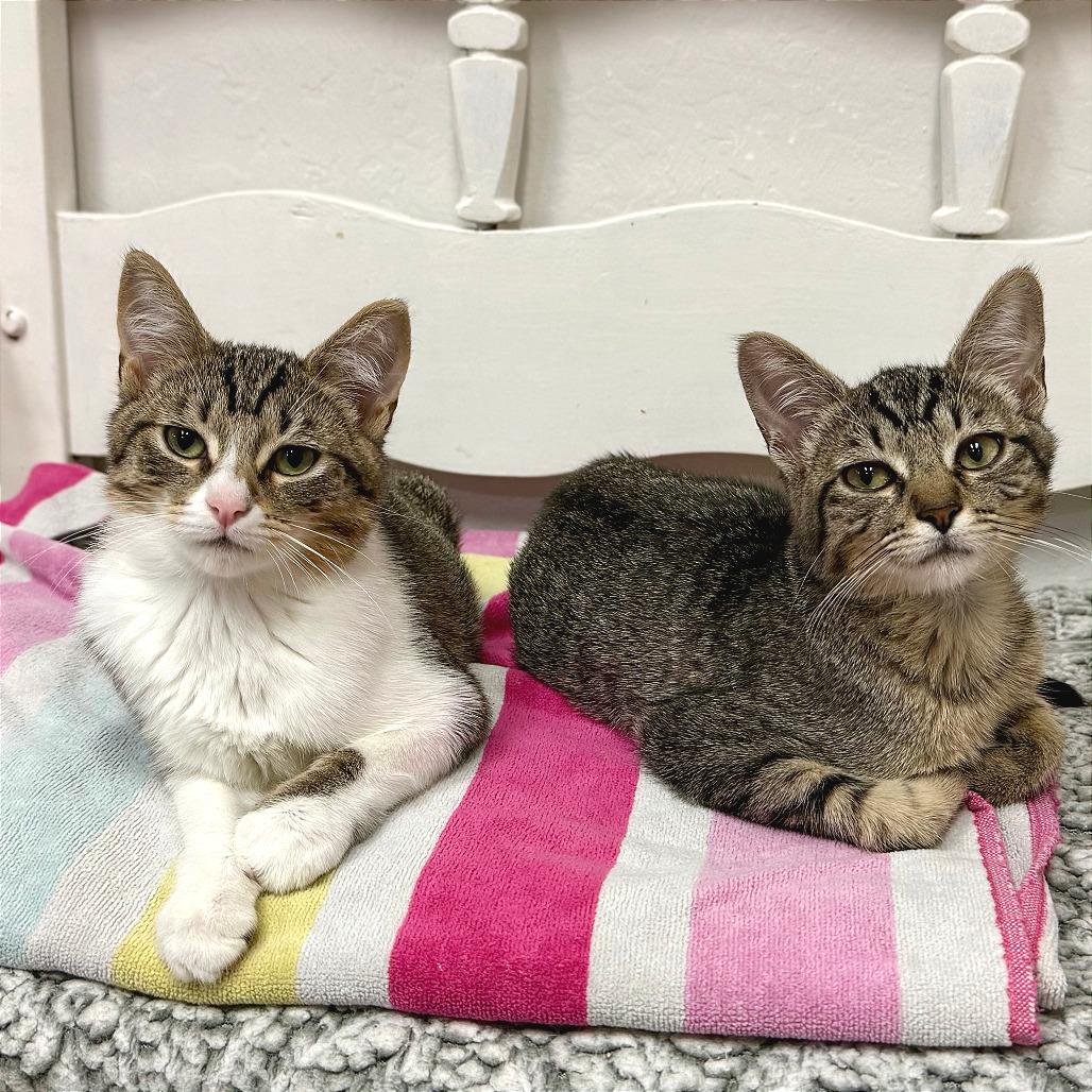 Asteroid, Adoptable, Kitten Female Domestic Short Hair.
