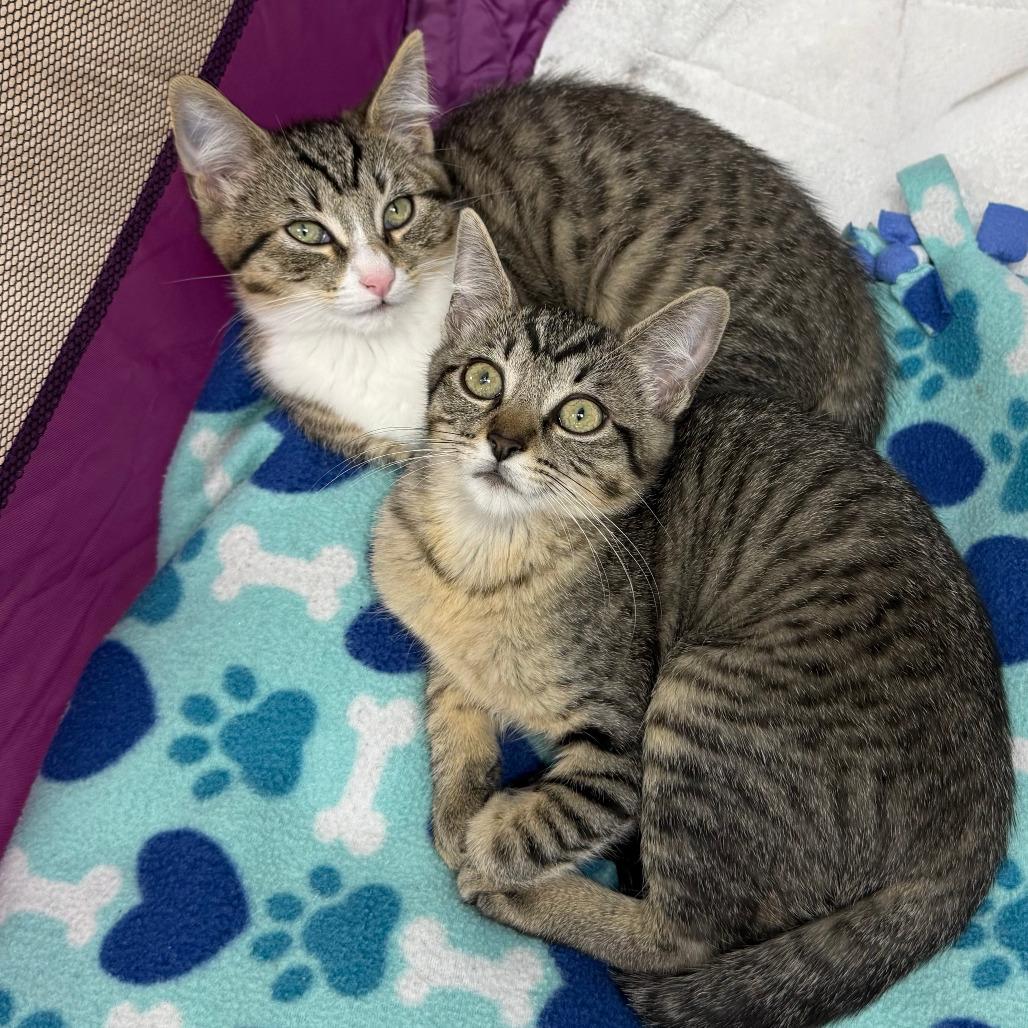 Enlarge Asteroid, a Adoptable Domestic Short Hair in Pleasant Hill, CA image 2/6