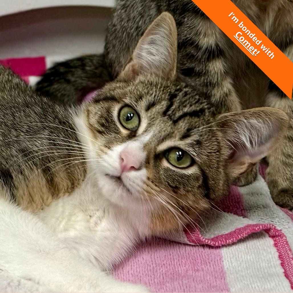 Enlarge Asteroid, a Adoptable Domestic Short Hair in Pleasant Hill, CA image 4/6
