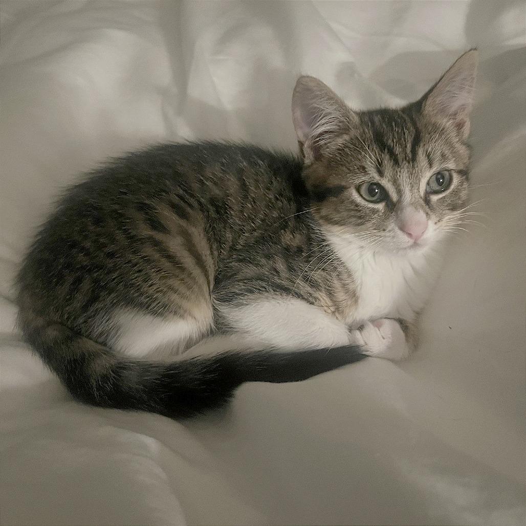 Enlarge Asteroid, a Adoptable Domestic Short Hair in Pleasant Hill, CA image 6/6