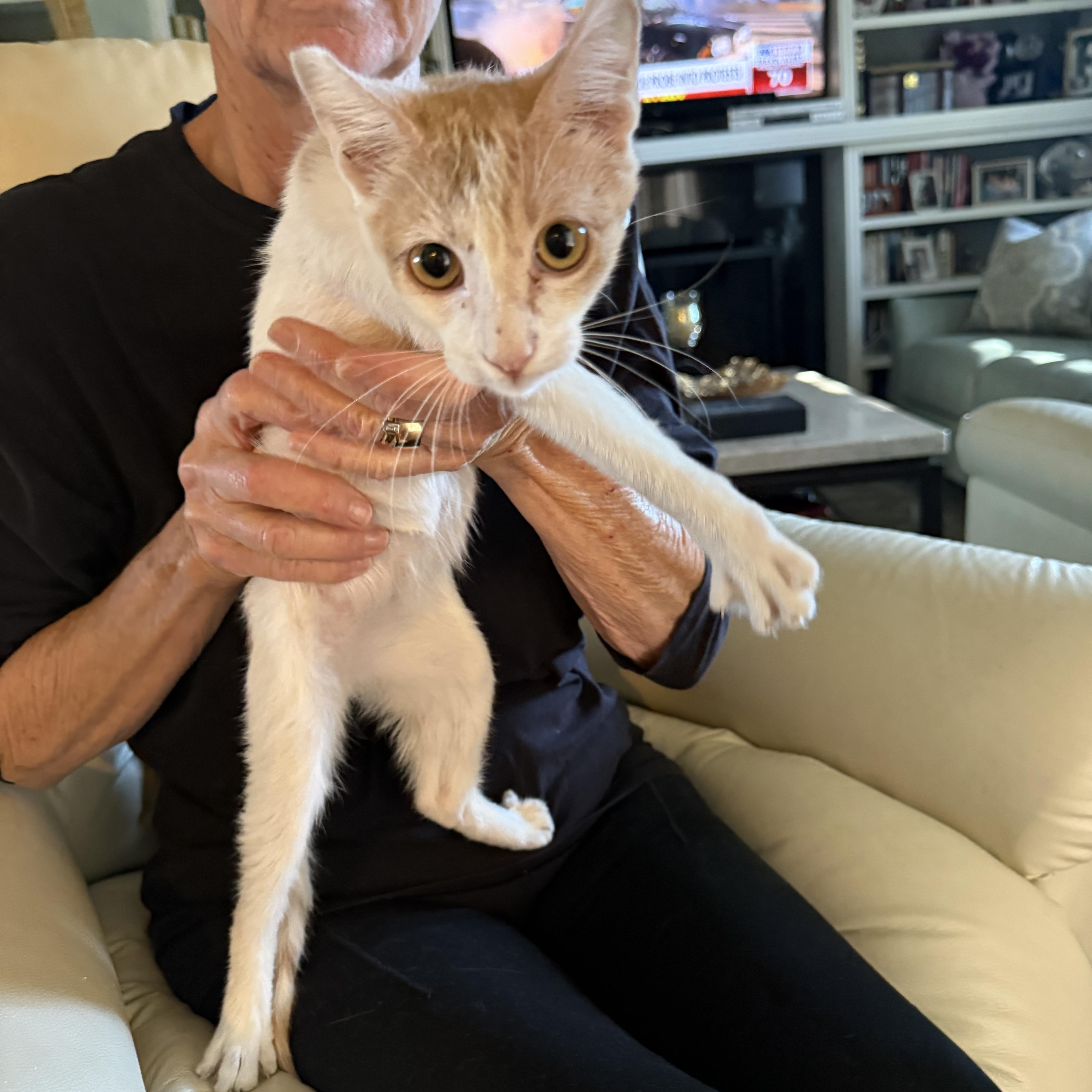 Say Cheeze, Adoptable, Kitten Male Domestic Short Hair.