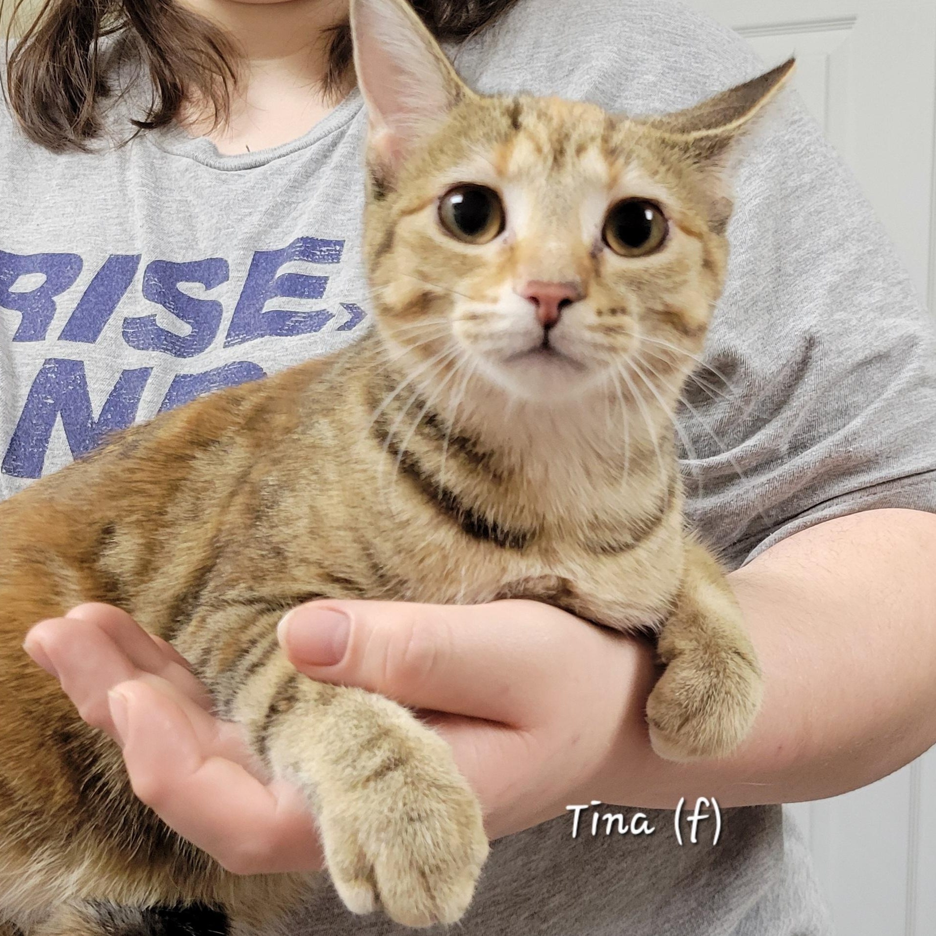Enlarge Tina, an adoption pending Domestic Short Hair in Peru, IL image 1/1