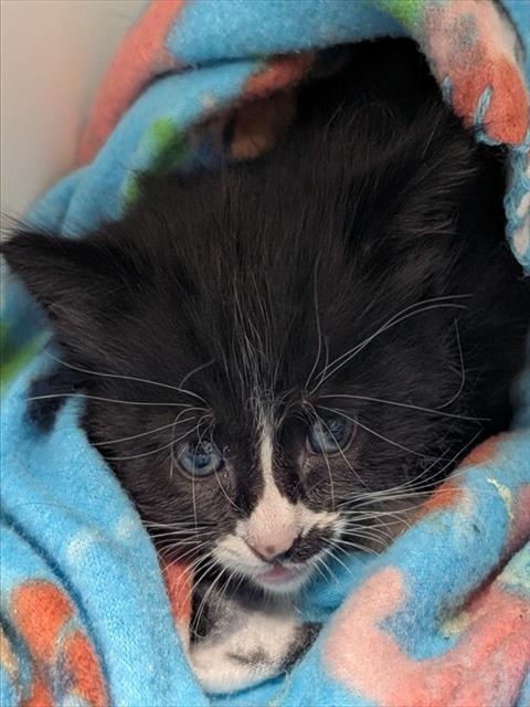 LUCIFER - ADOPTION PENDING, Adoptable, Young Male Domestic Medium Hair.