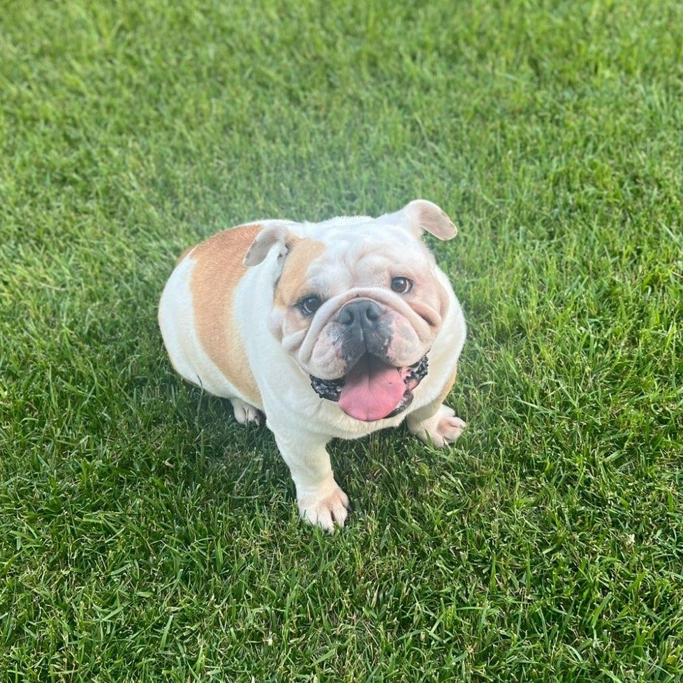 Santino, Adopted, Senior Male English Bulldog.