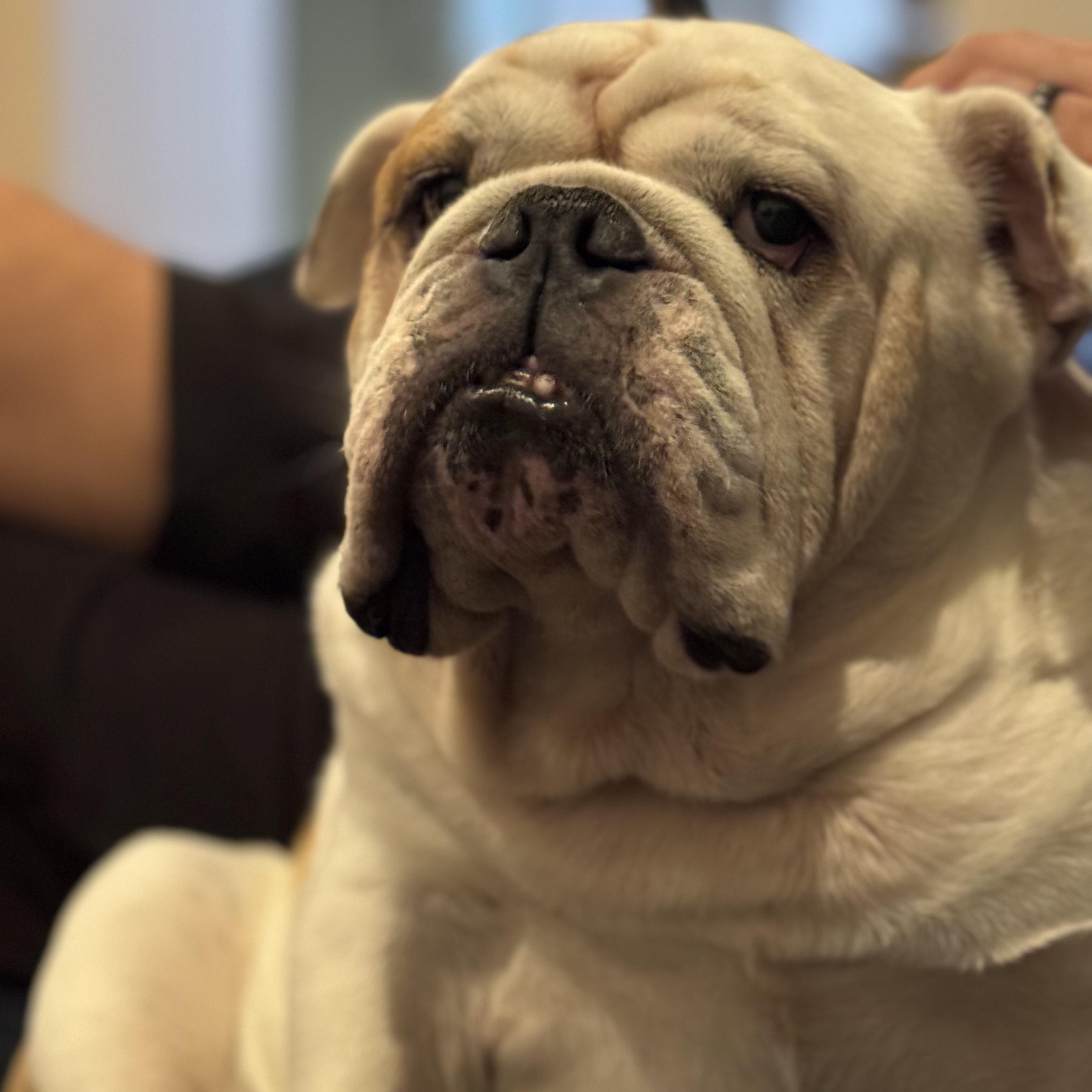 Enlarge Santino, a Adopted English Bulldog in Chula Vista, CA image 2/5