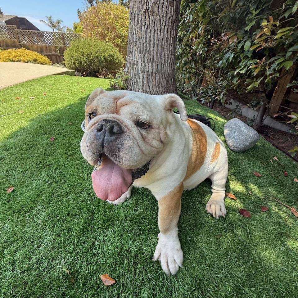 Enlarge Santino, a Adopted English Bulldog in Chula Vista, CA image 5/5