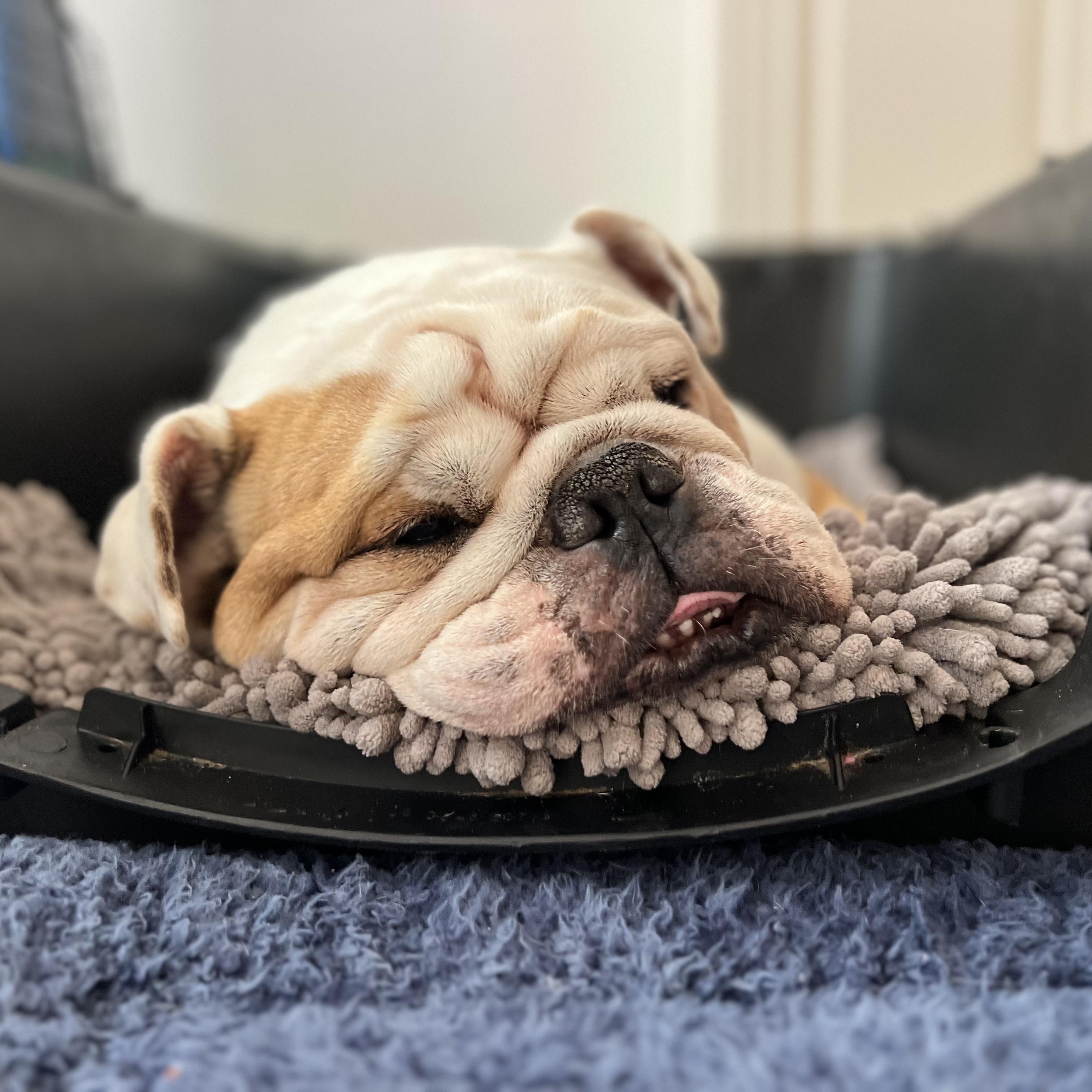 Enlarge Santino, a Adopted English Bulldog in Chula Vista, CA image 4/5