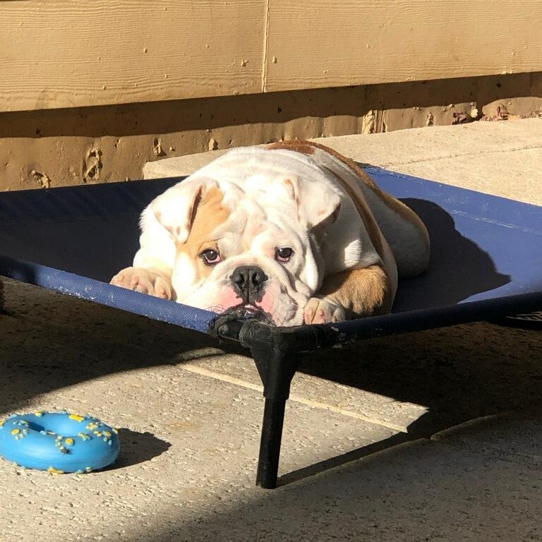 Enlarge Santino, a Adopted English Bulldog in Chula Vista, CA image 3/5