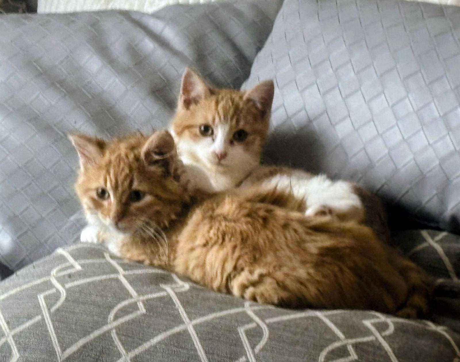 Peach Kitten — thumbnail 2