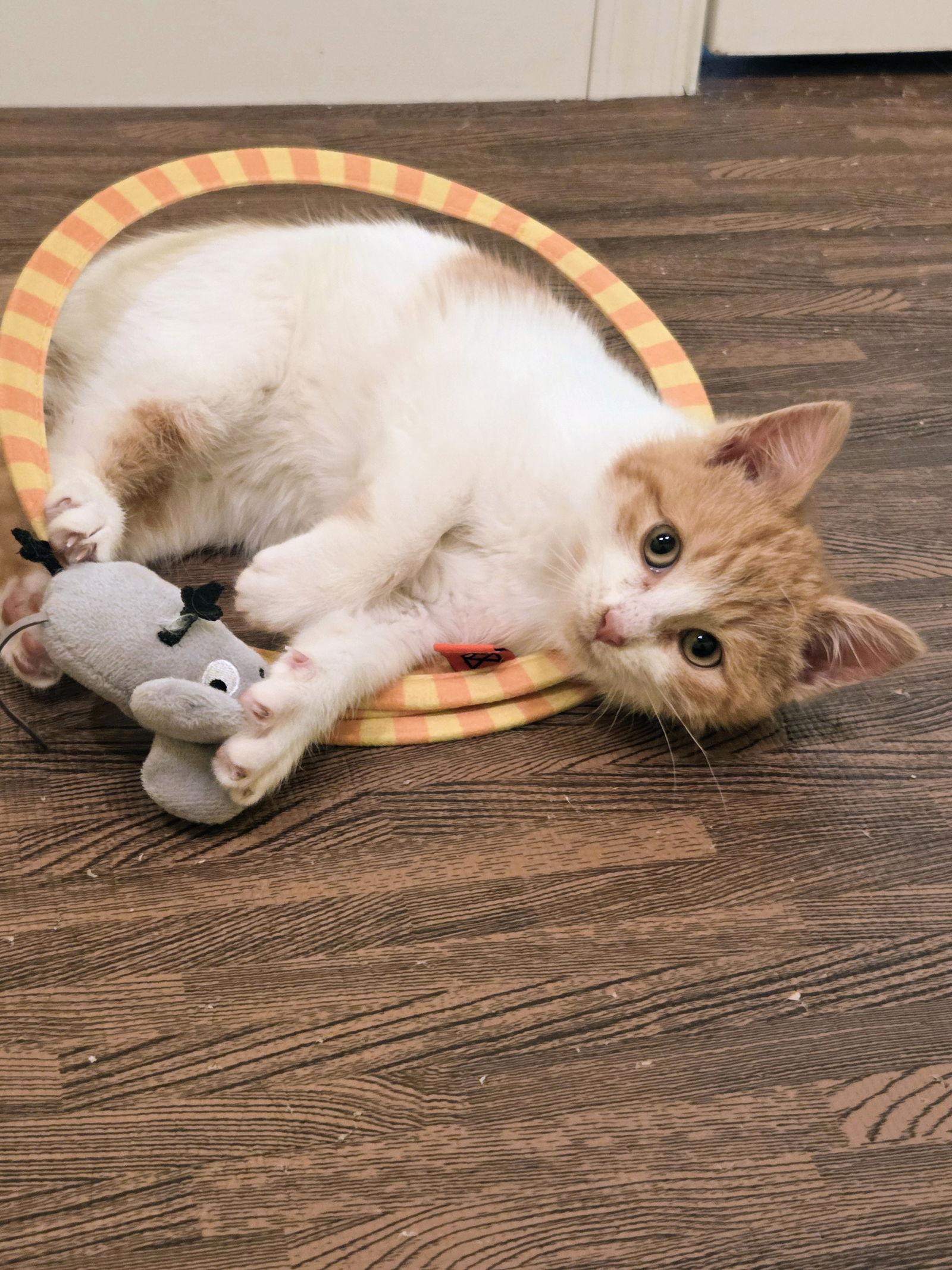 Peach Kitten — thumbnail 3