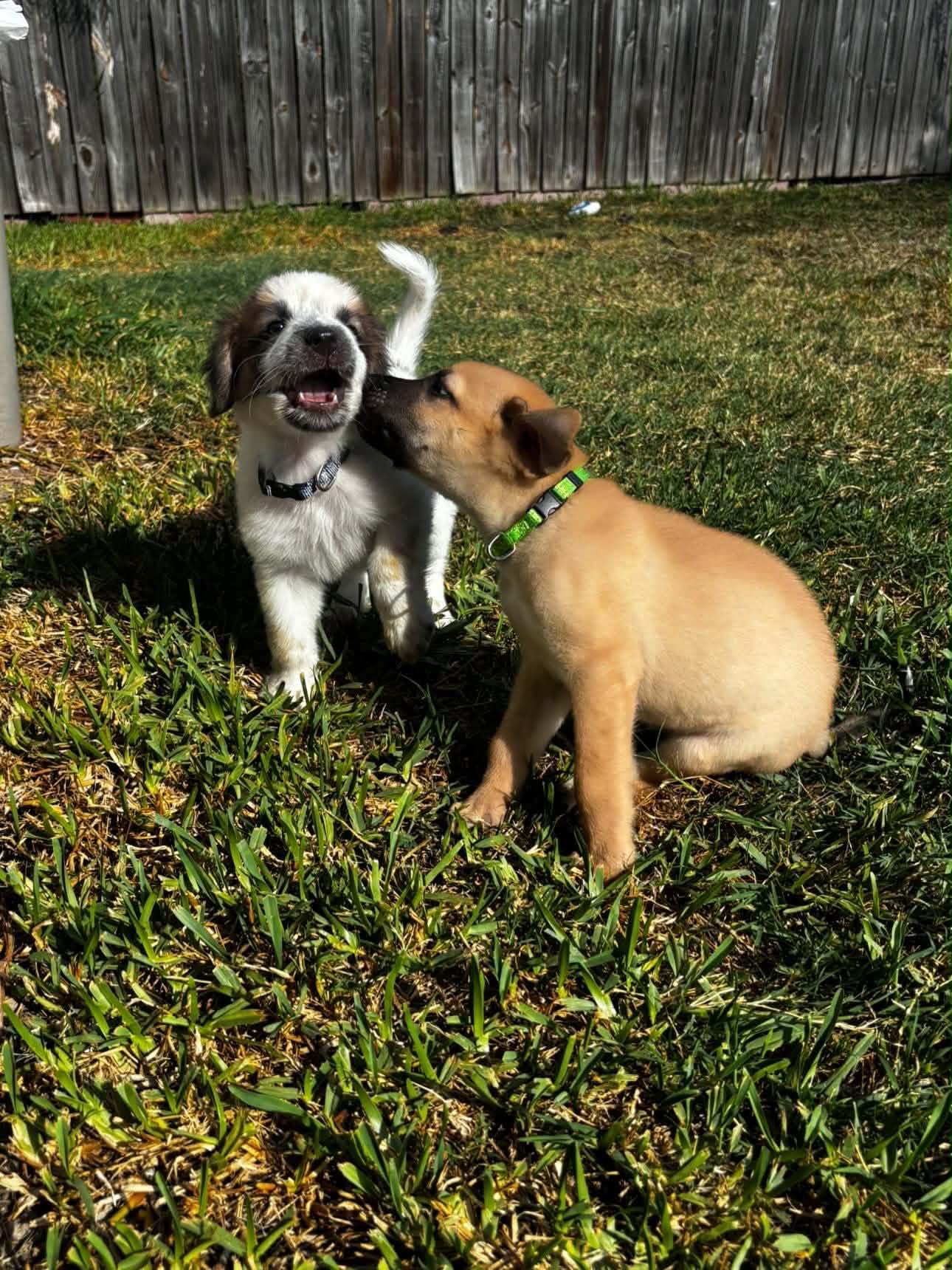 Enlarge Bert, a Adoptable mixed breed in Gainesville, VA image 5/6