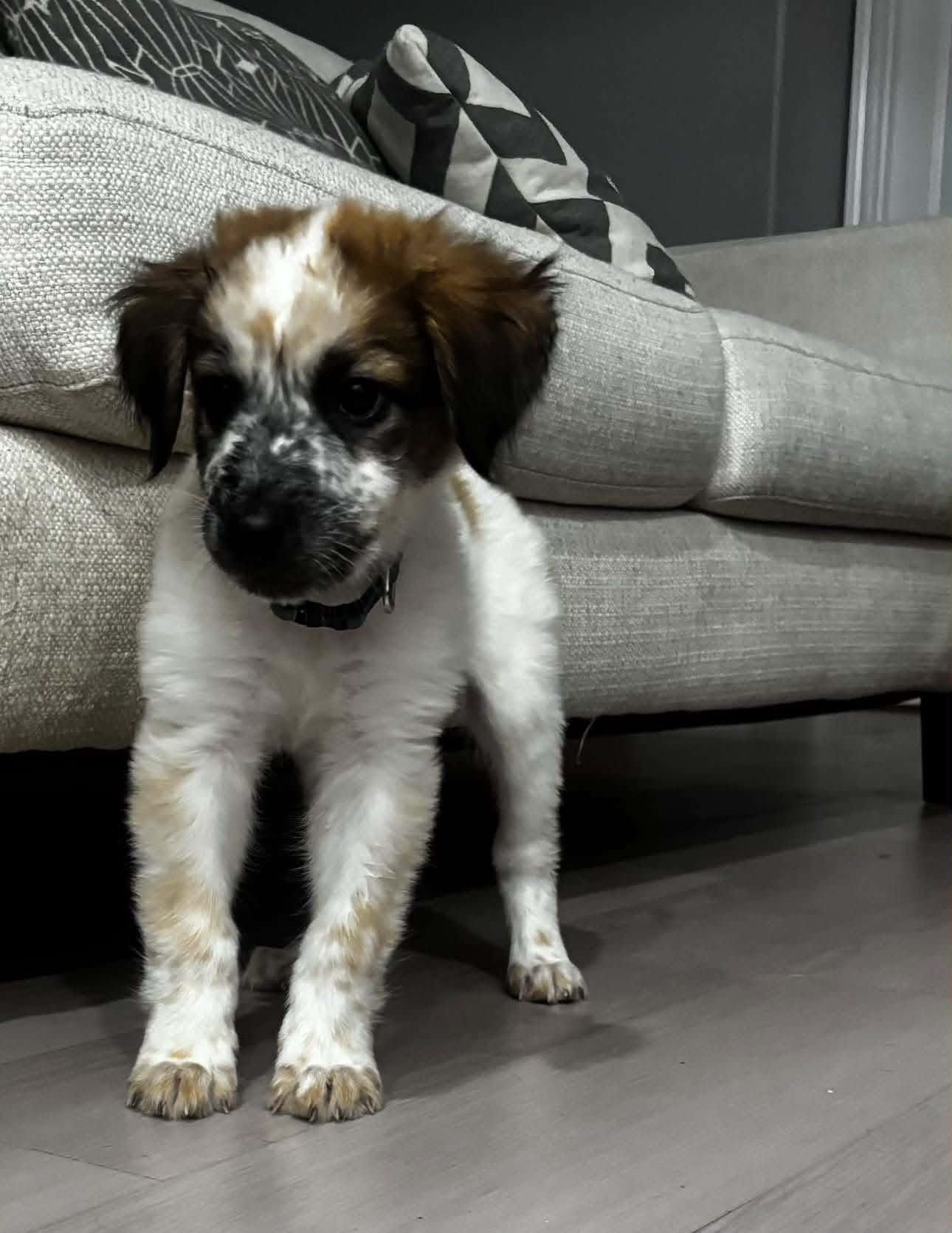 Bert, Adoptable, Puppy Male Cattle Dog & Great Pyrenees.