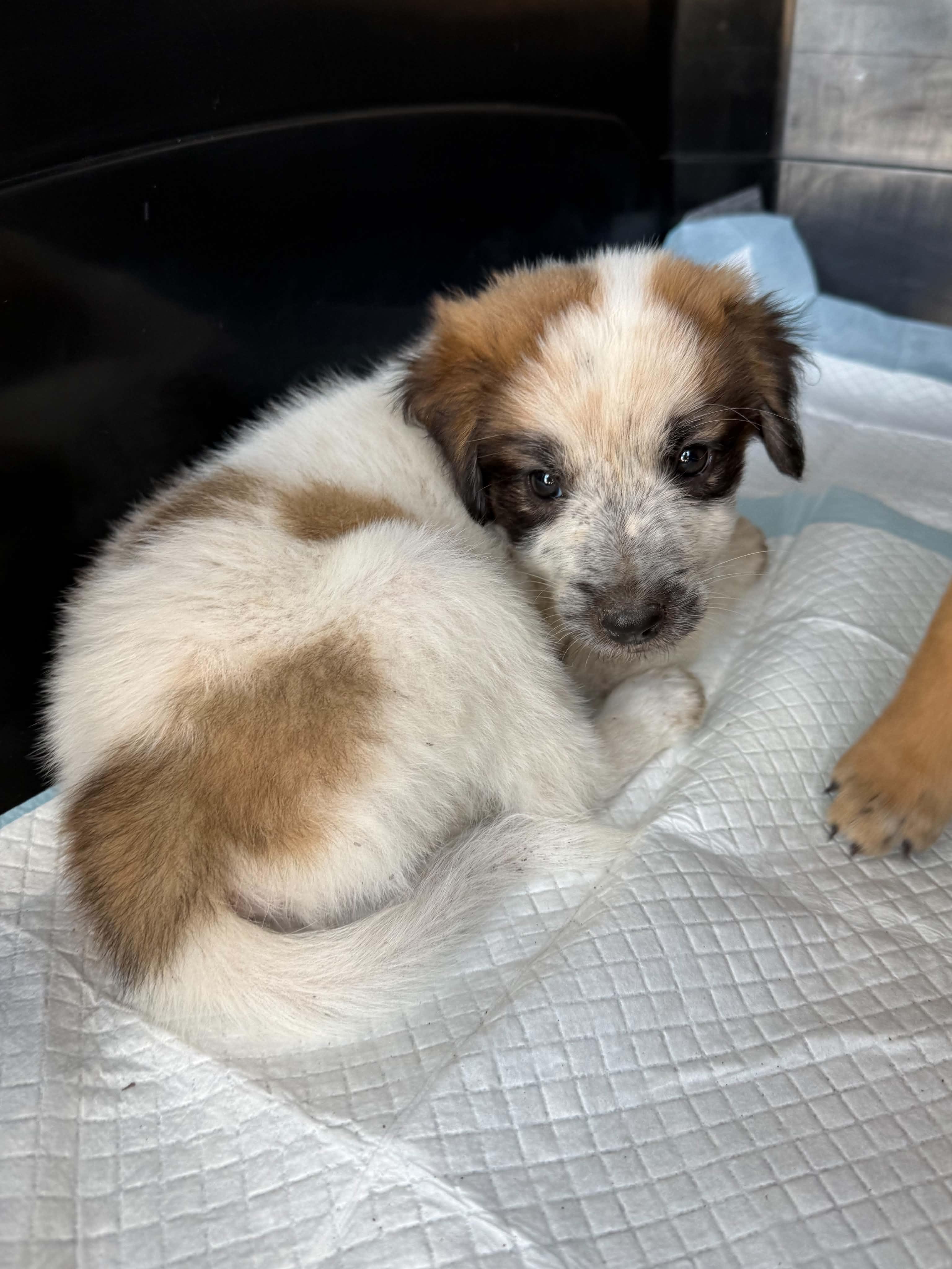 Enlarge Bert, a Adoptable mixed breed in Gainesville, VA image 2/6