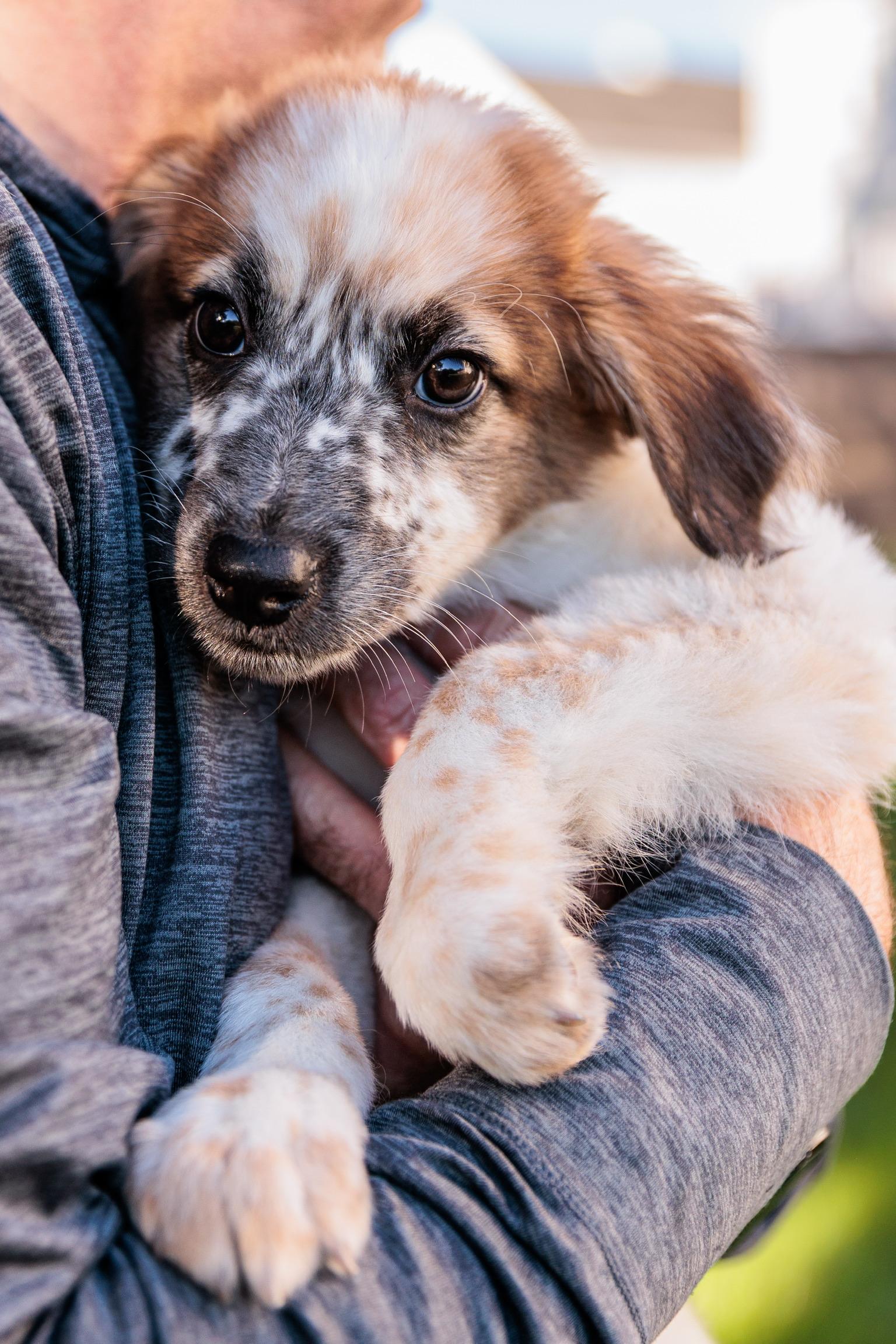 Enlarge JJ, a Adoptable mixed breed in Gainesville, VA image 3/6