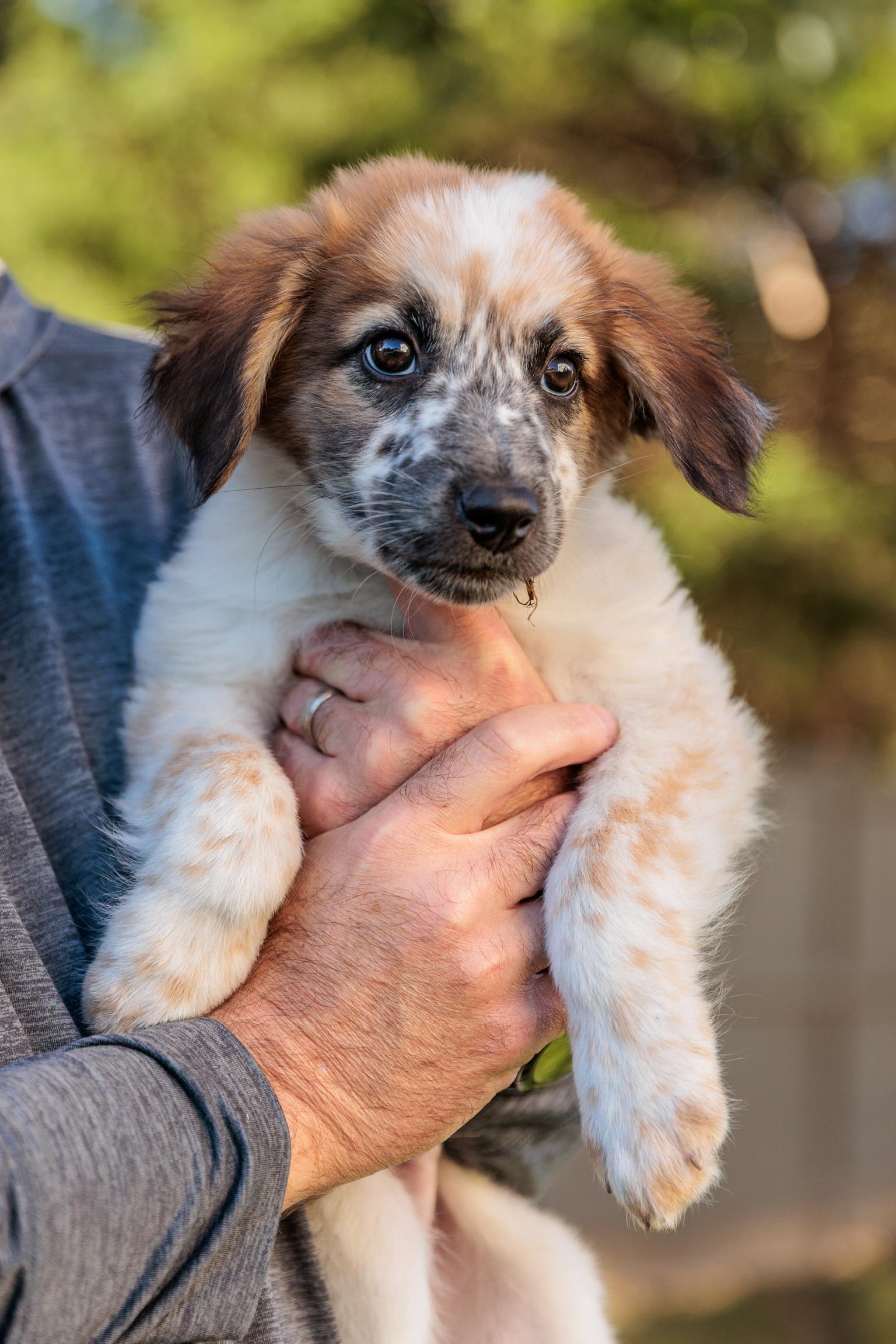 Enlarge JJ, a Adoptable mixed breed in Gainesville, VA image 1/6