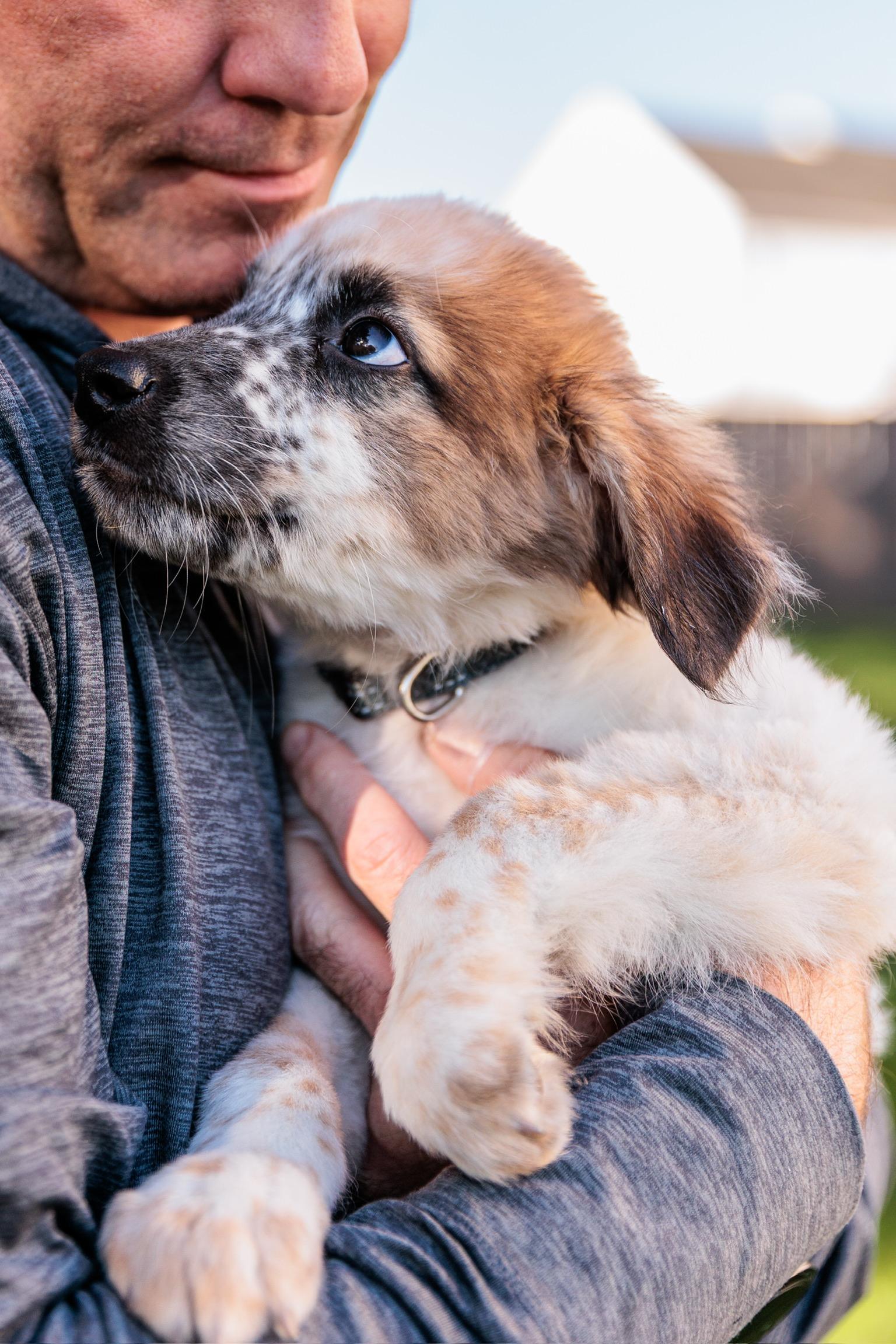 Enlarge JJ, a Adoptable mixed breed in Gainesville, VA image 4/6