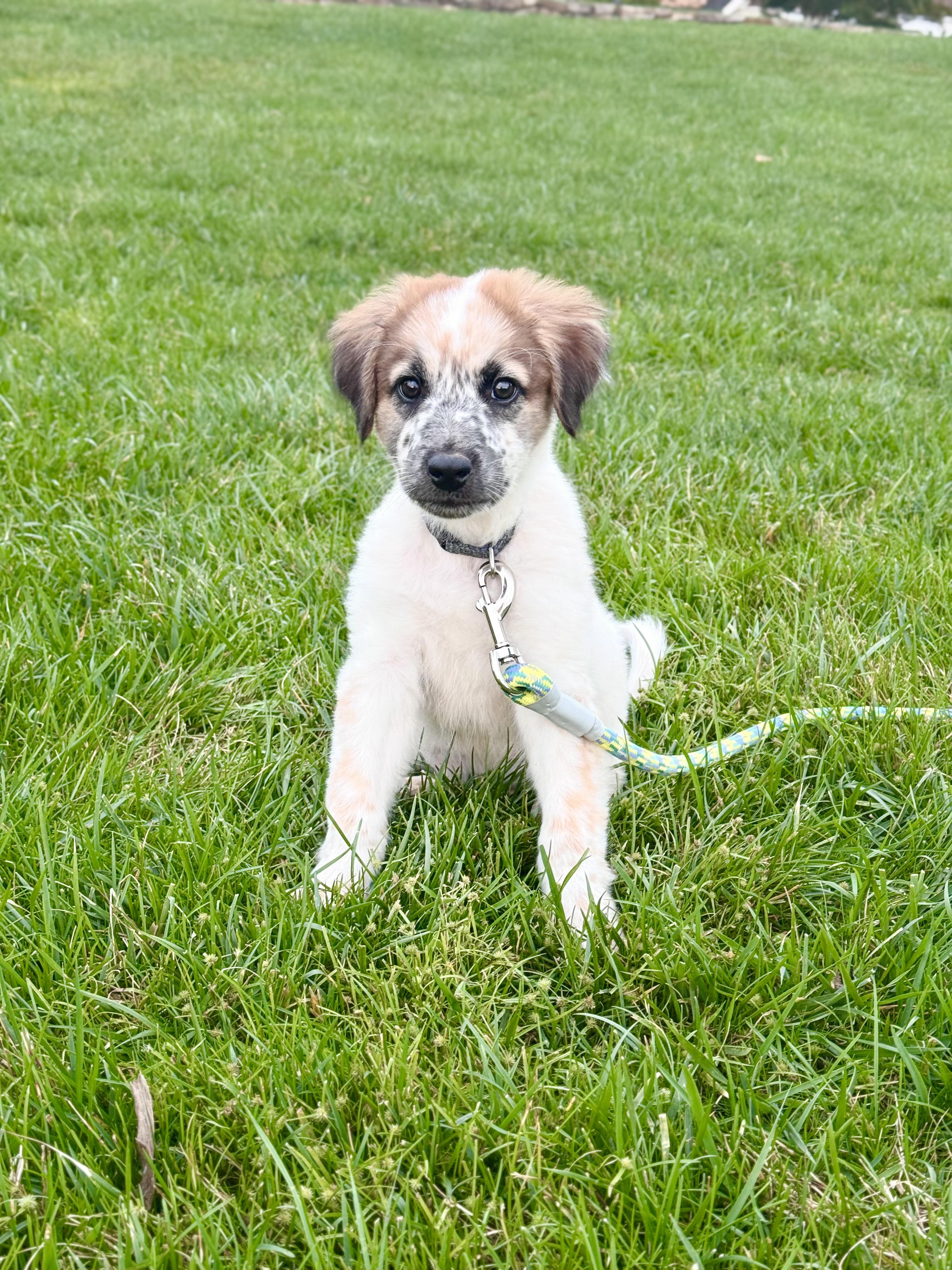Enlarge JJ, a Adoptable mixed breed in Gainesville, VA image 5/6