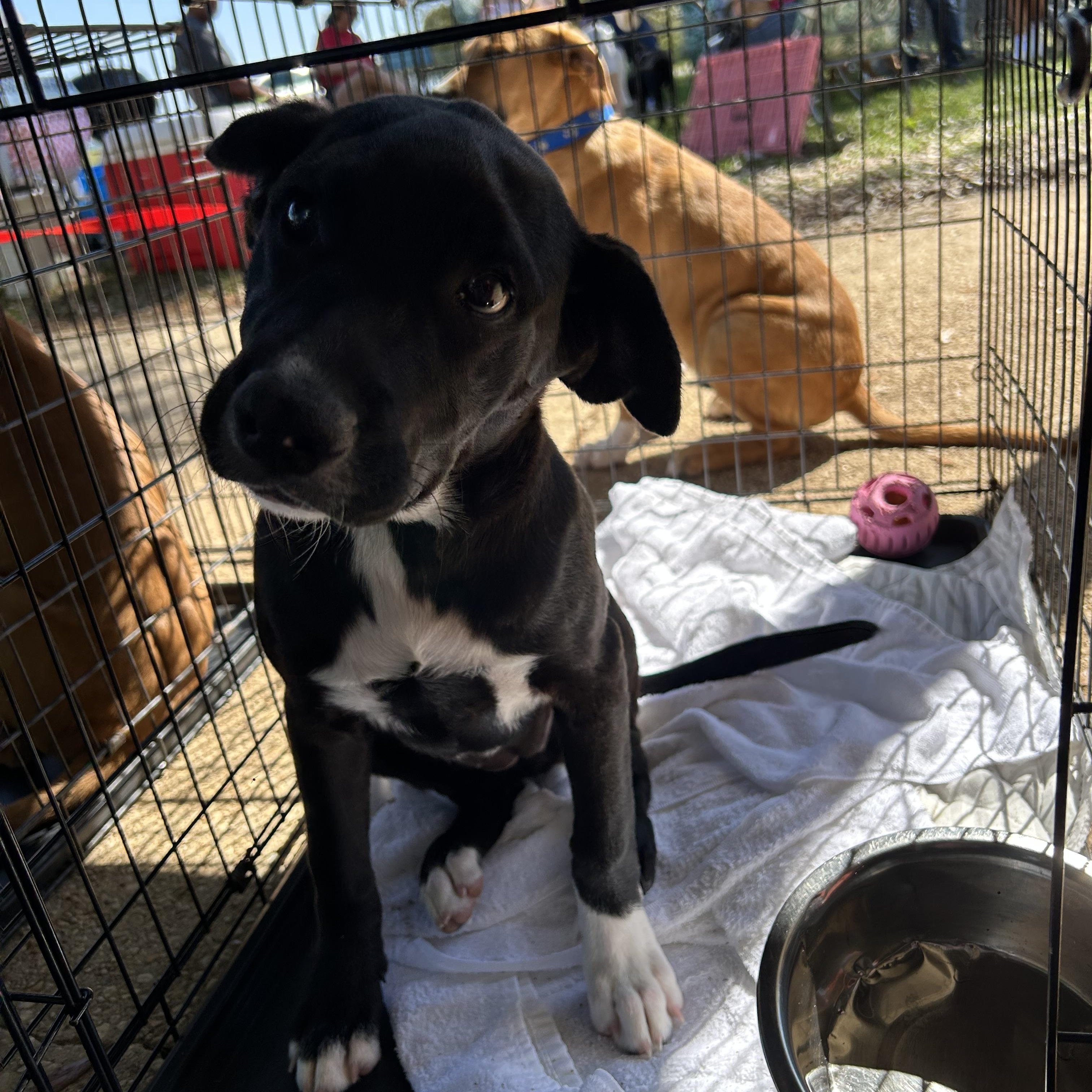 Enlarge Olive, a Adoptable mixed breed in Pensacola, FL image 1/2