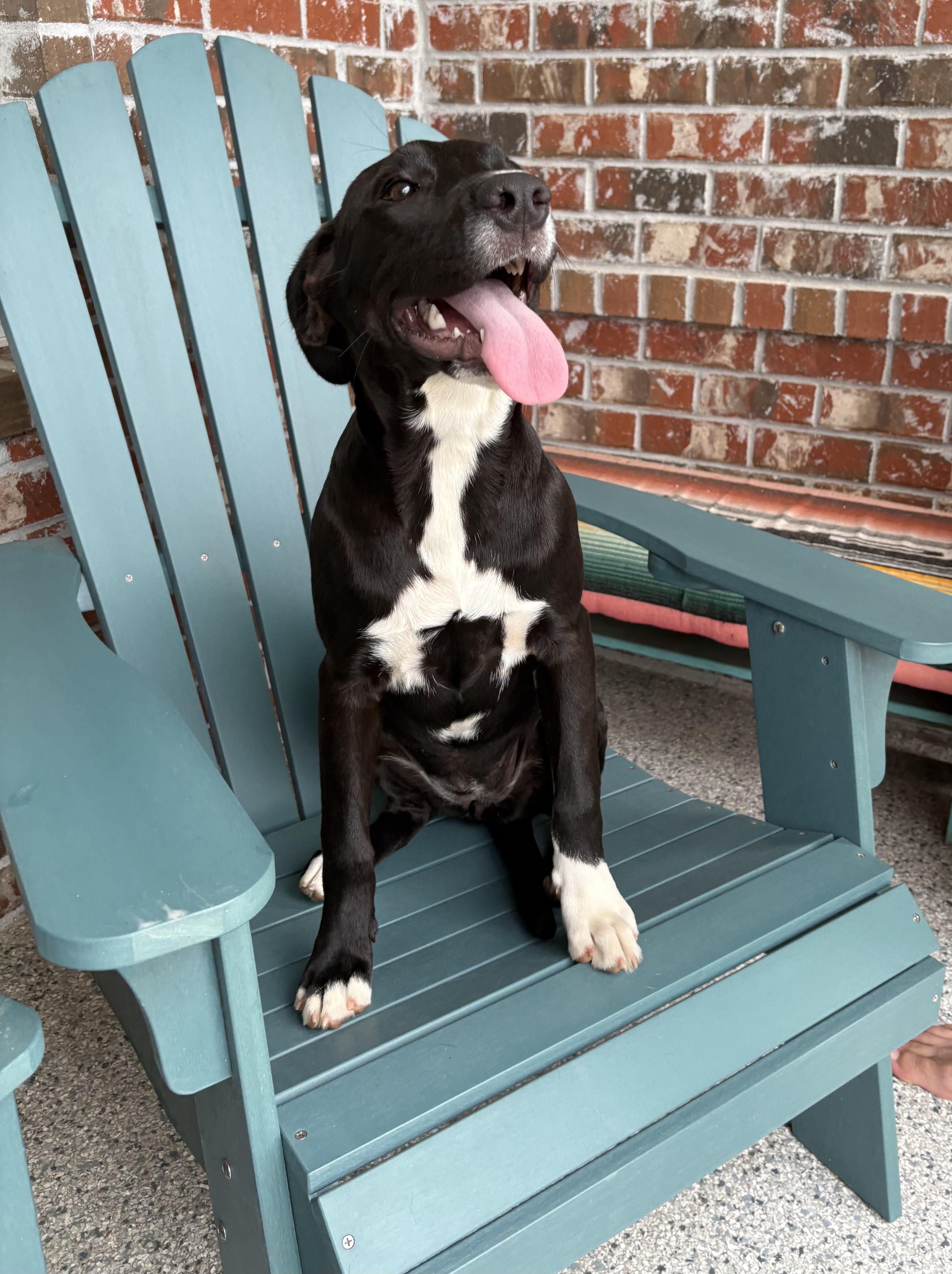 Enlarge Olive, a Adoptable mixed breed in Pensacola, FL image 2/2