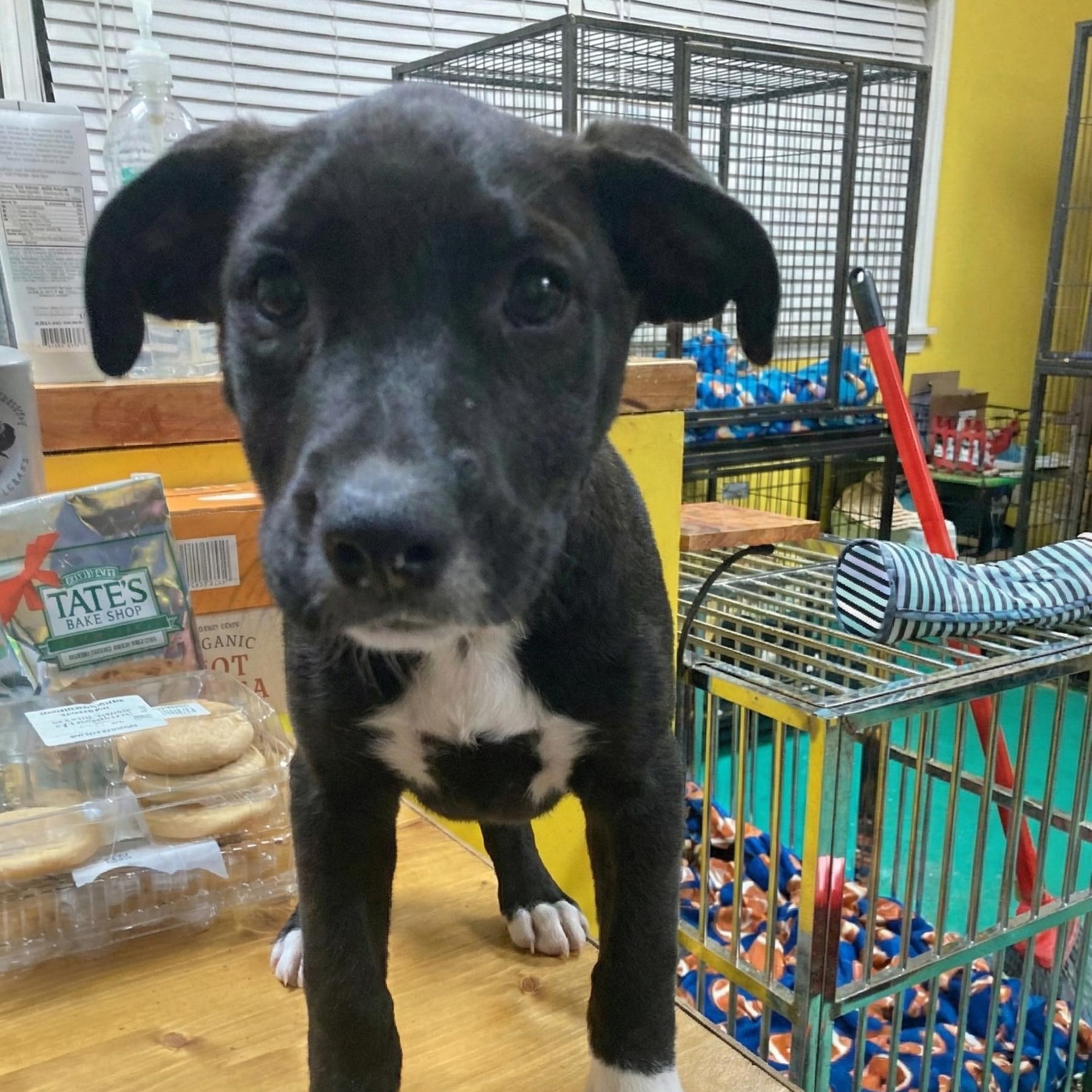 Enlarge Olive, a Adoptable mixed breed in Pensacola, FL image 2/2