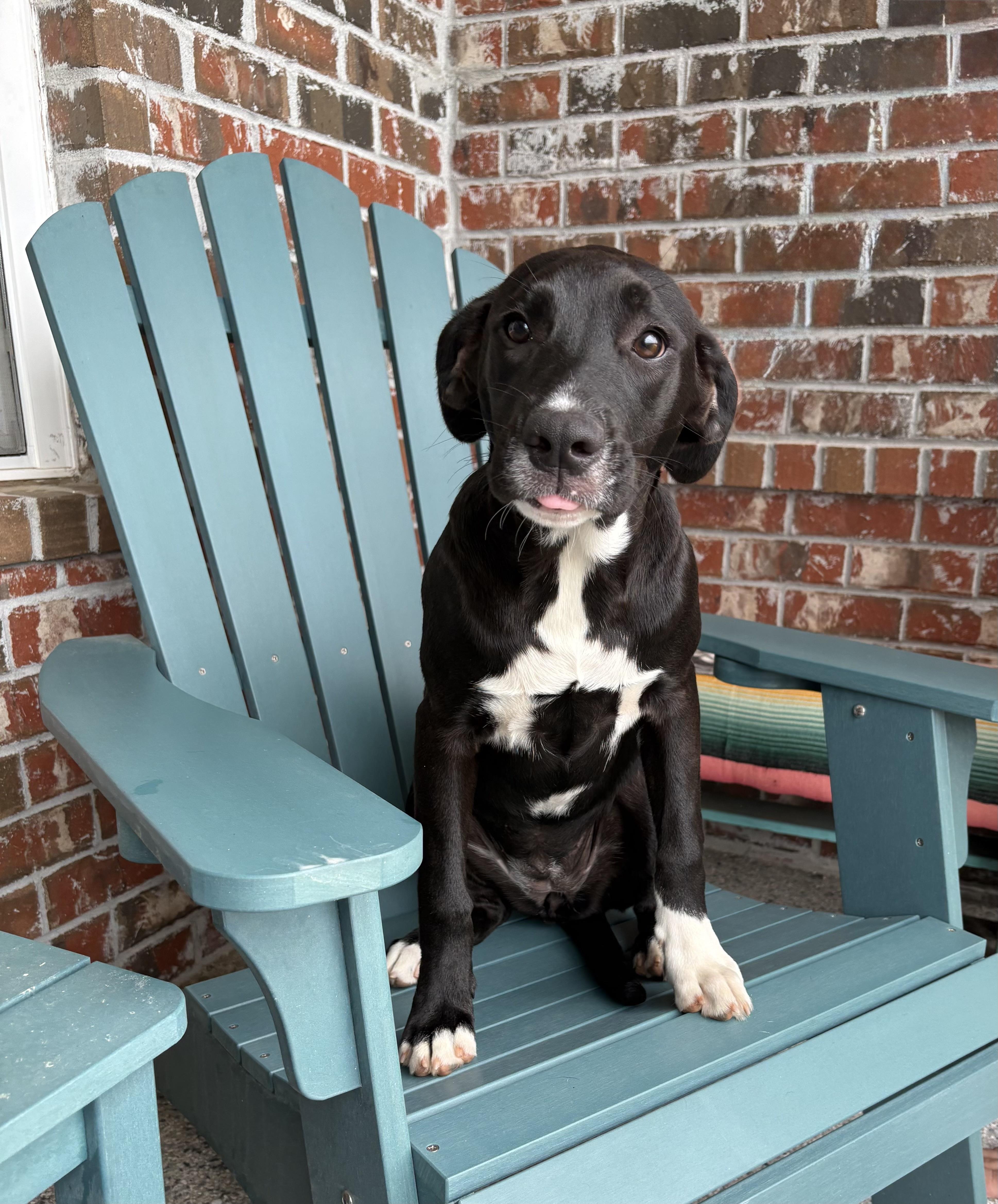Olive, Adoptable, Puppy Female Labrador Retriever.