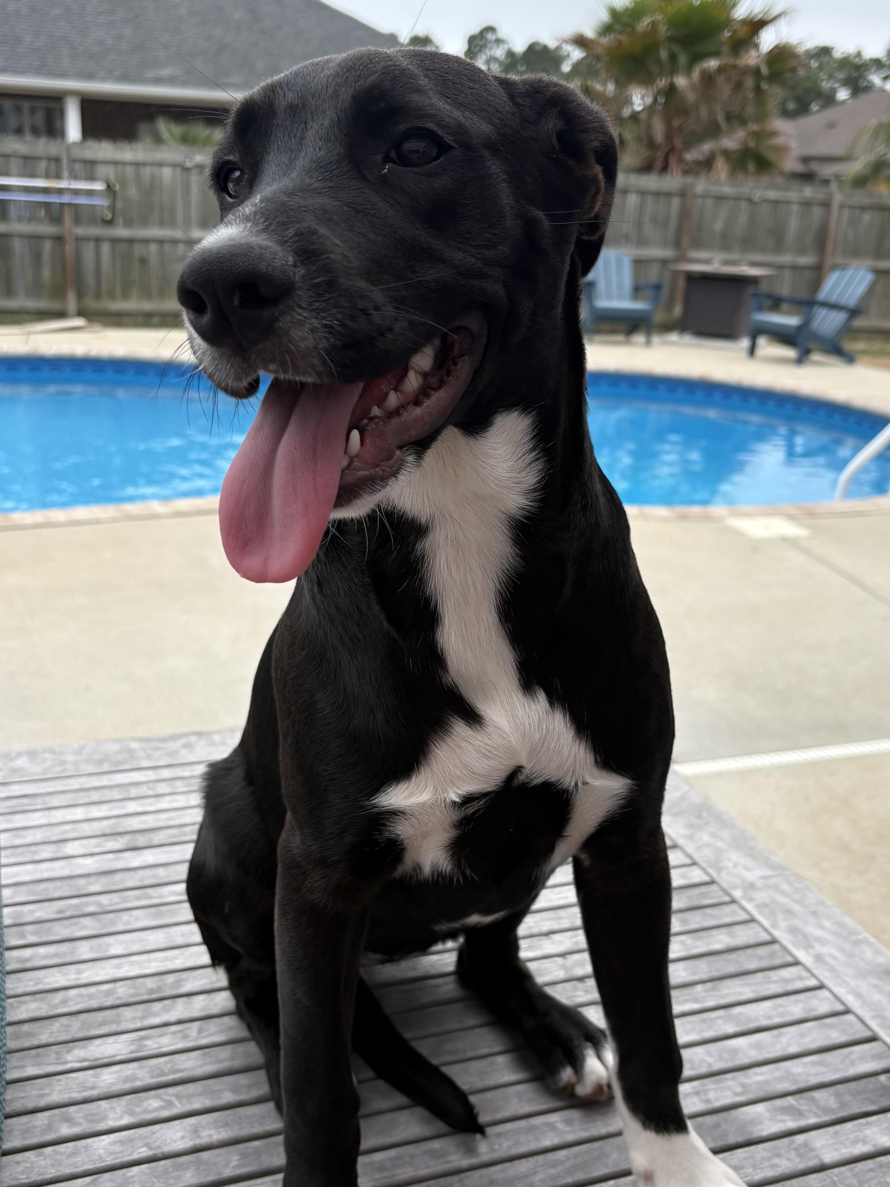 Olive, a Adoptable mixed breed in Pensacola, FL image 3/3