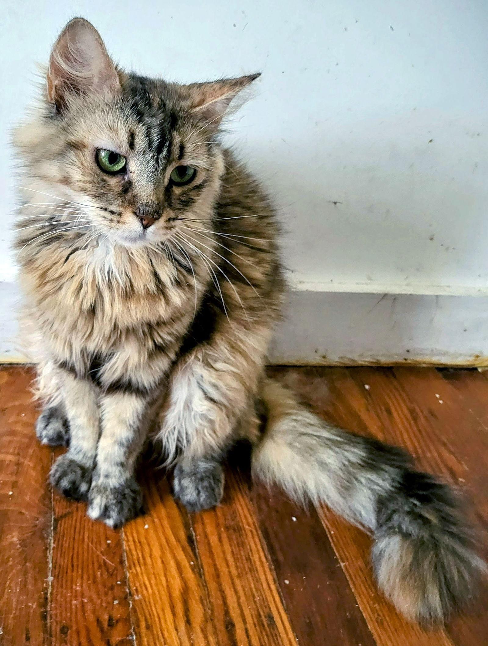 Faye, Adoptable, Adult Female Domestic Long Hair.