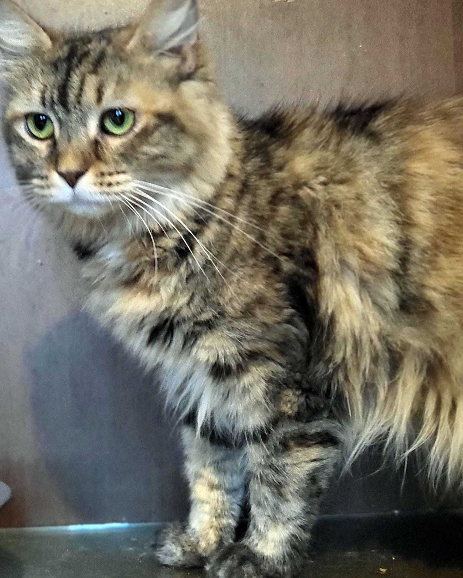 Enlarge Faye, a Adoptable Domestic Long Hair in Philadelphia, PA image 2/2