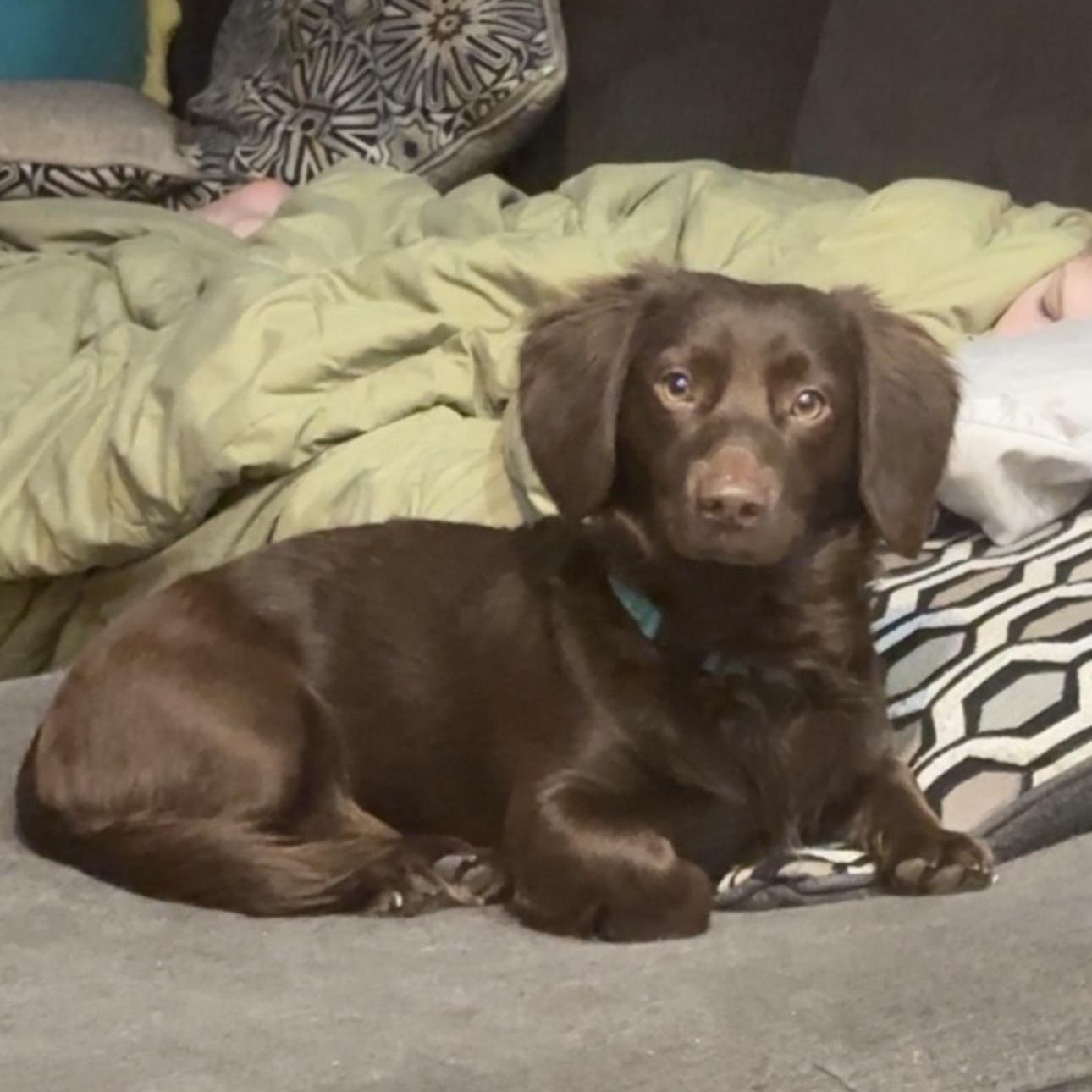 Bear , adopted, Adult Male Dachshund.