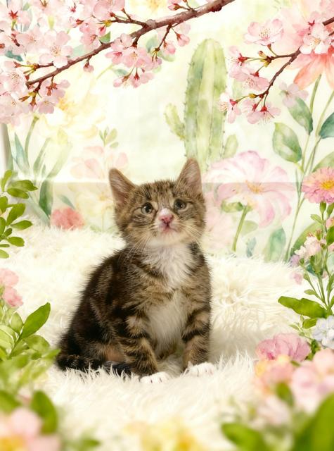 Enlarge Nomad, a Adoptable Domestic Medium Hair in Tehachapi, CA image 1/1