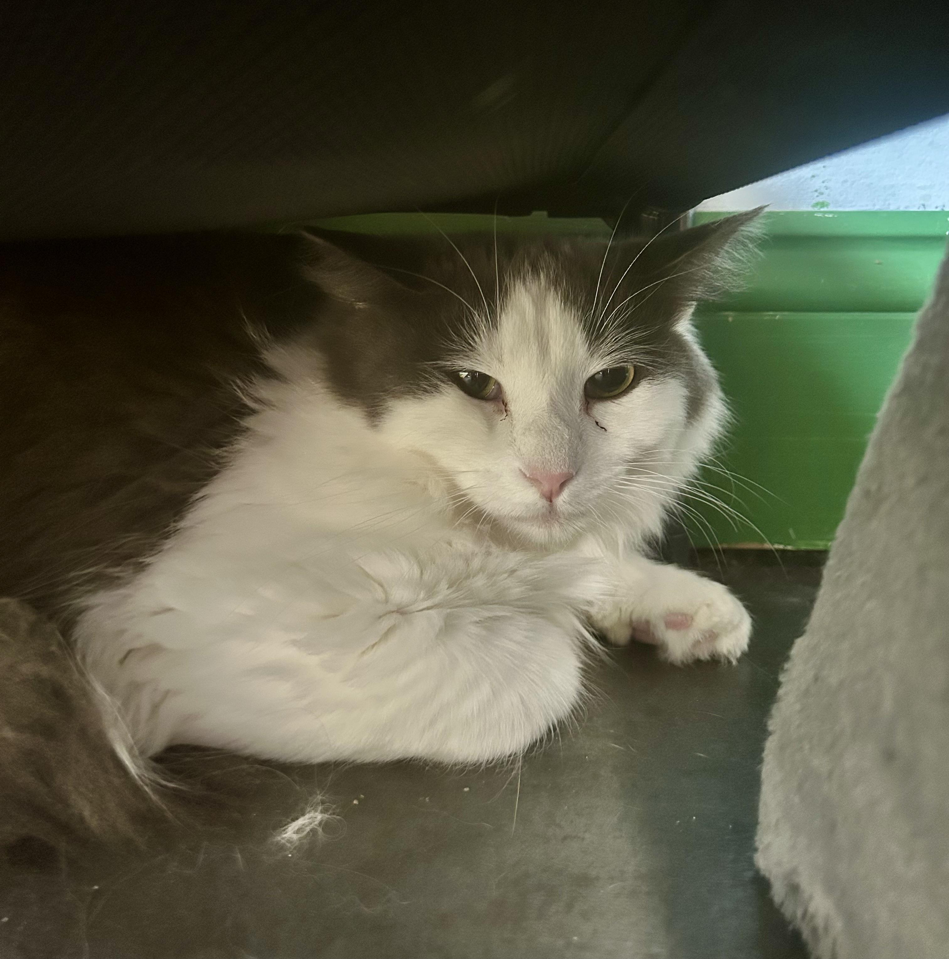 Enlarge Ramon, a Adoptable Domestic Long Hair in Grand Rapids, MI image 4/6