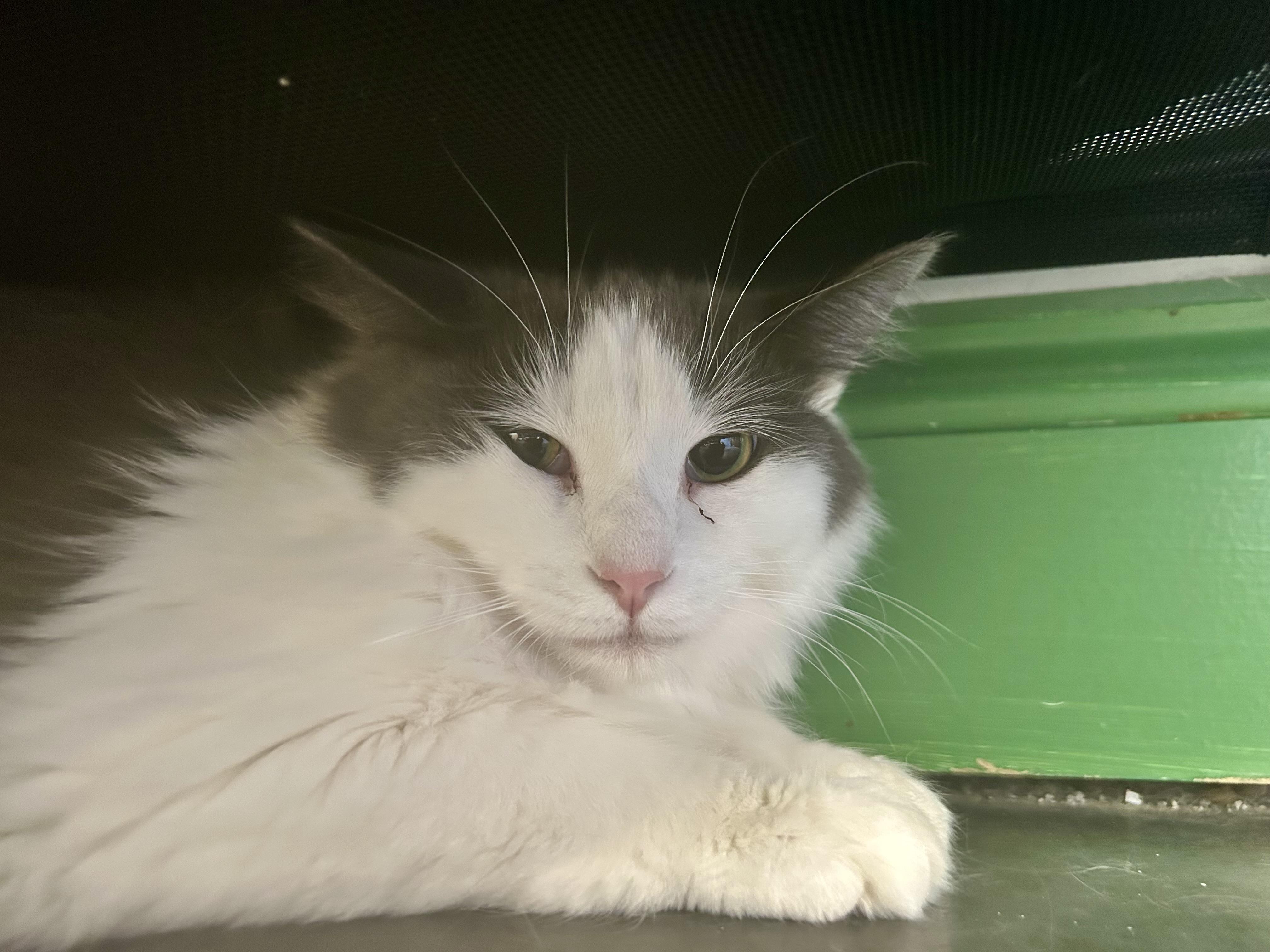 Enlarge Ramon, a Adoptable Domestic Long Hair in Grand Rapids, MI image 5/6