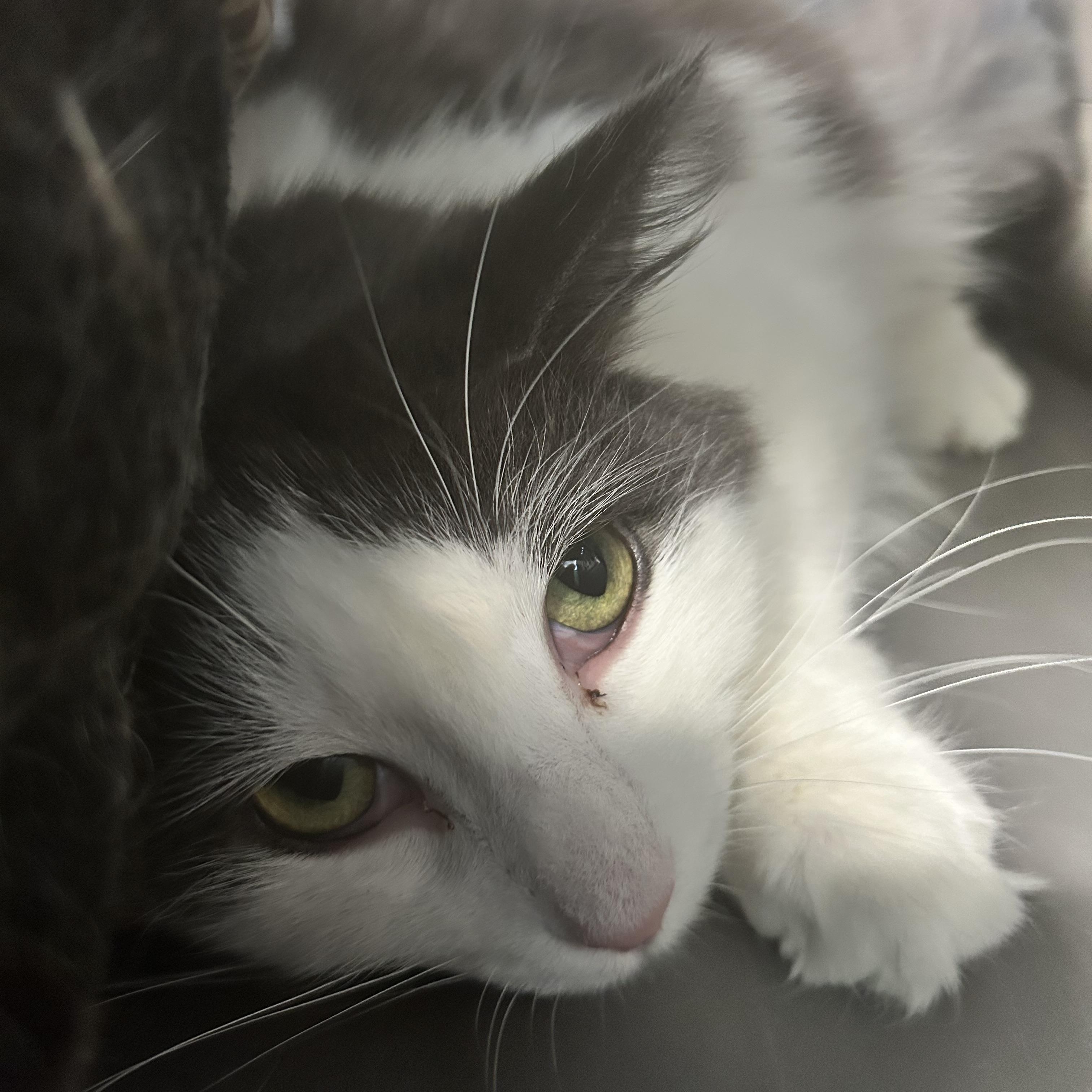 Enlarge Ramon, a Adoptable Domestic Long Hair in Grand Rapids, MI image 6/6