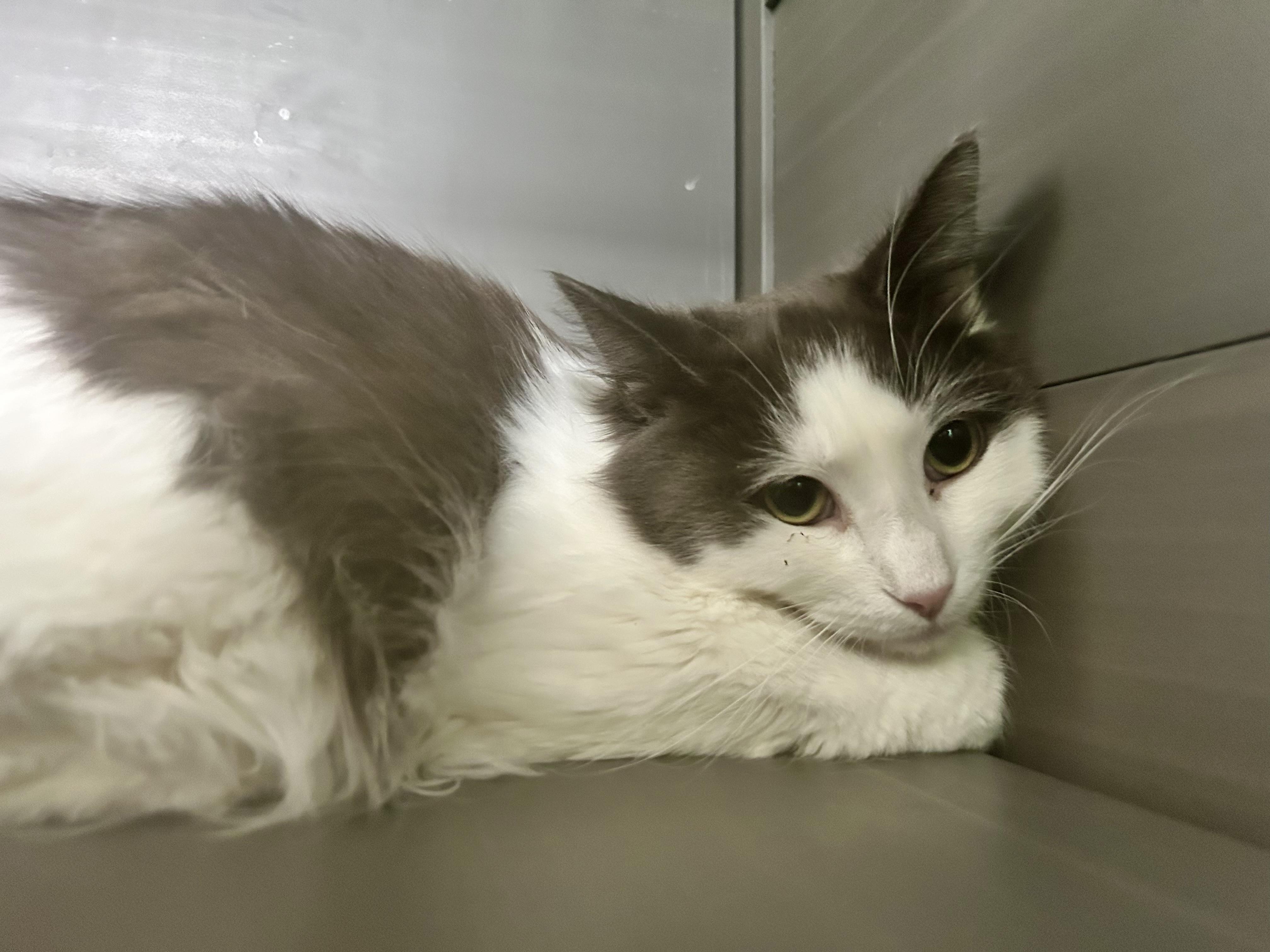 Enlarge Ramon, a Adoptable Domestic Long Hair in Grand Rapids, MI image 6/6