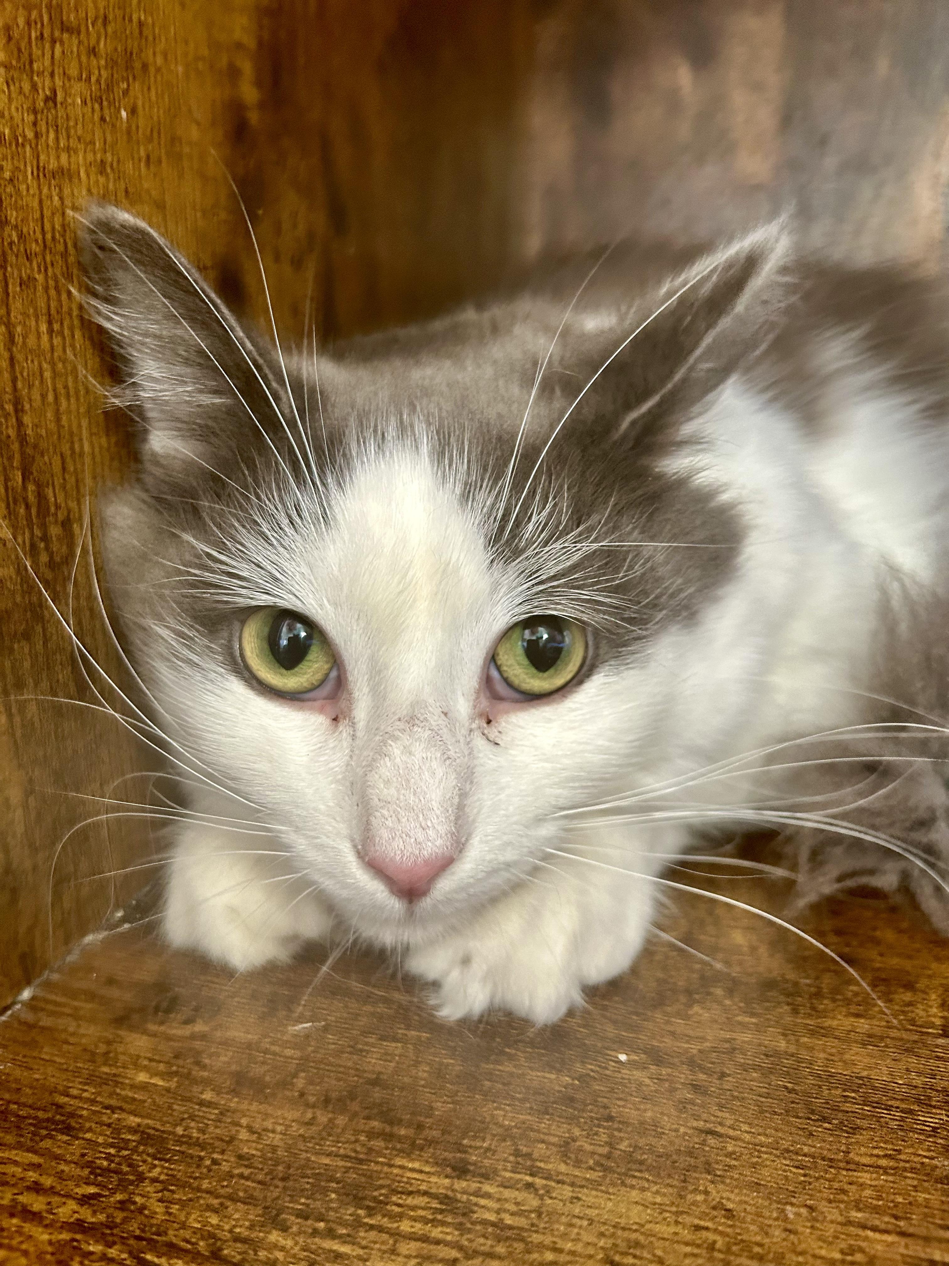 Ramon, Adoptable, Young Male Domestic Long Hair.