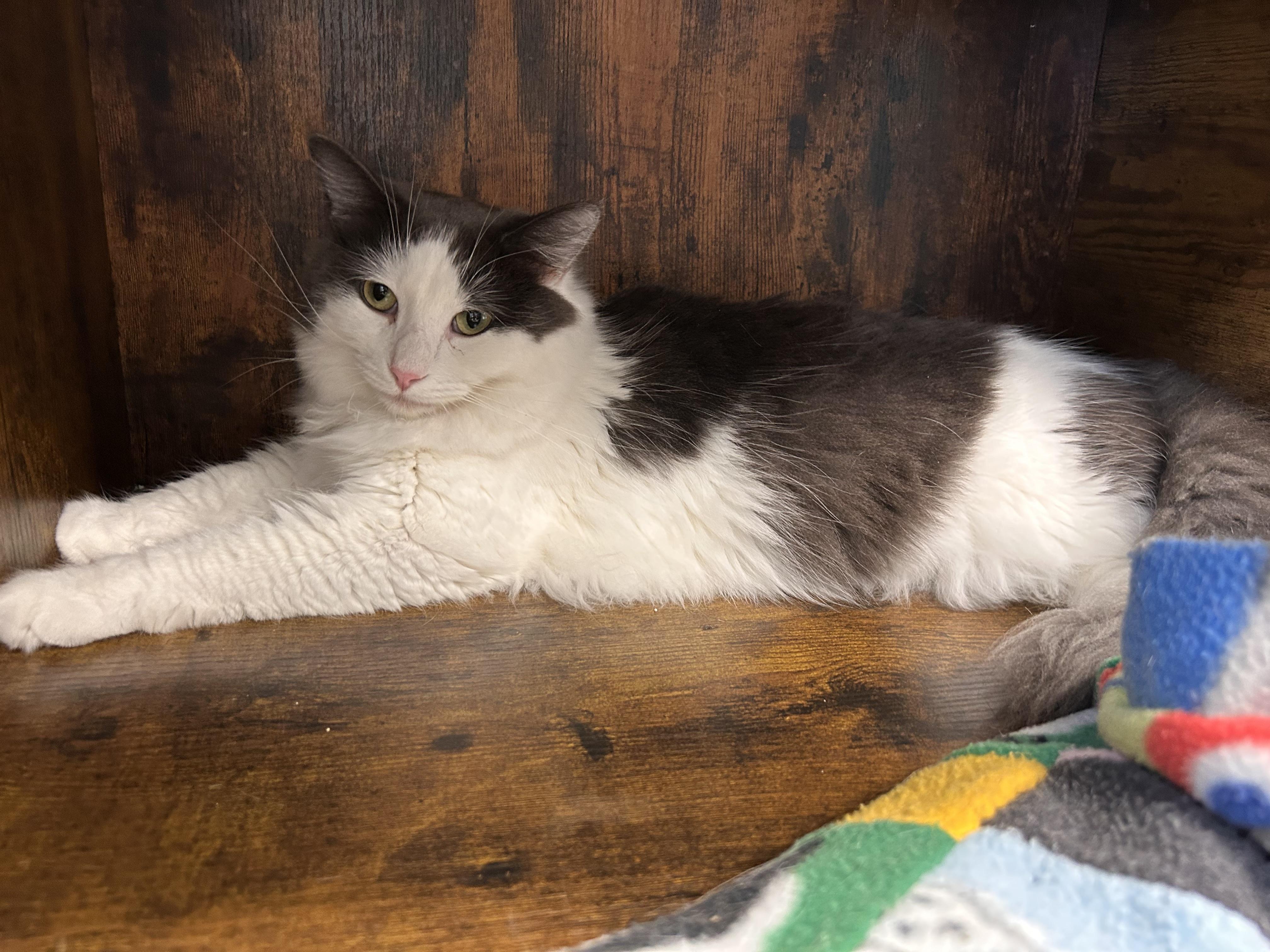 Ramon, a Adoptable Domestic Long Hair in Grand Rapids, MI image 2/6