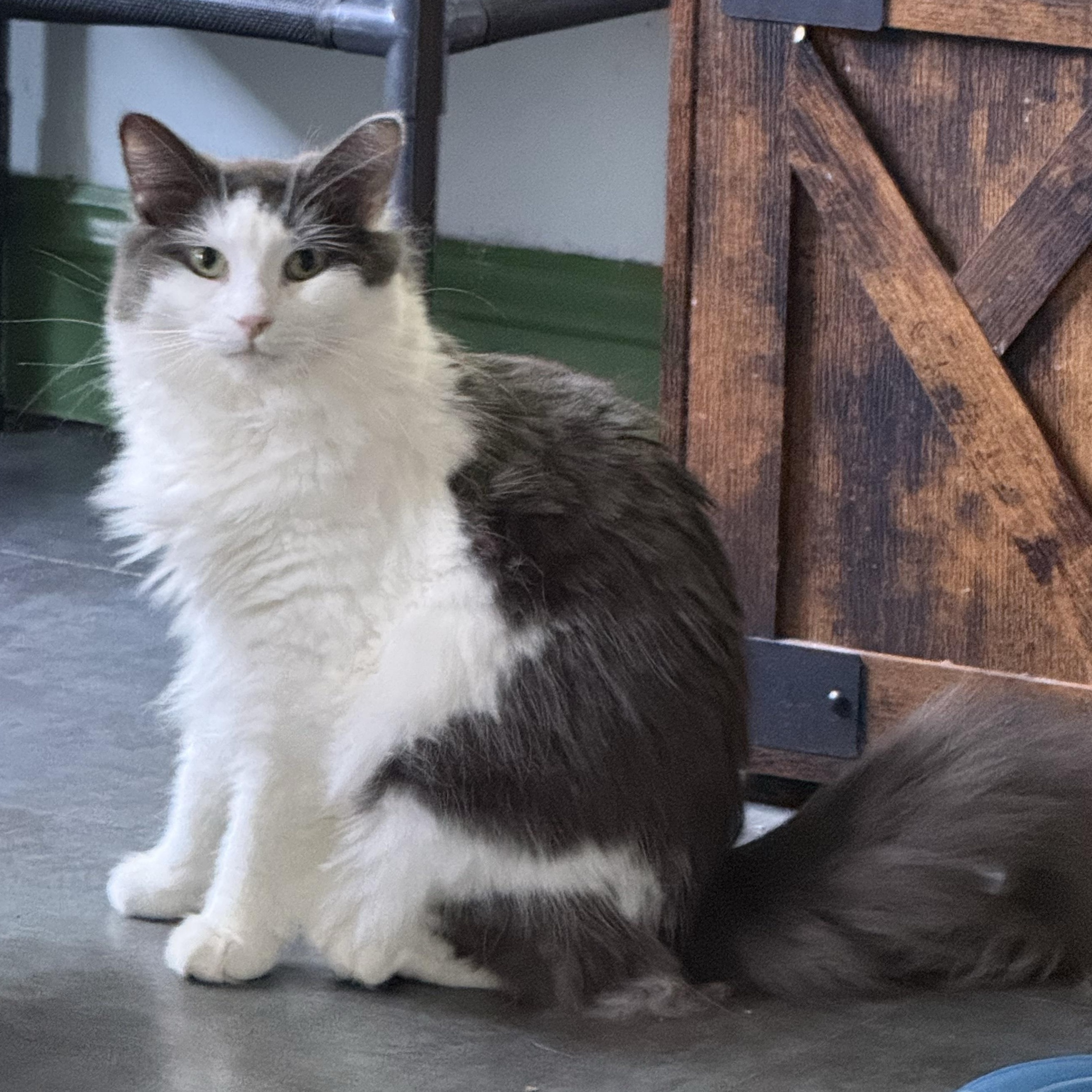 Ramon, Adoptable, Young Male Domestic Long Hair.