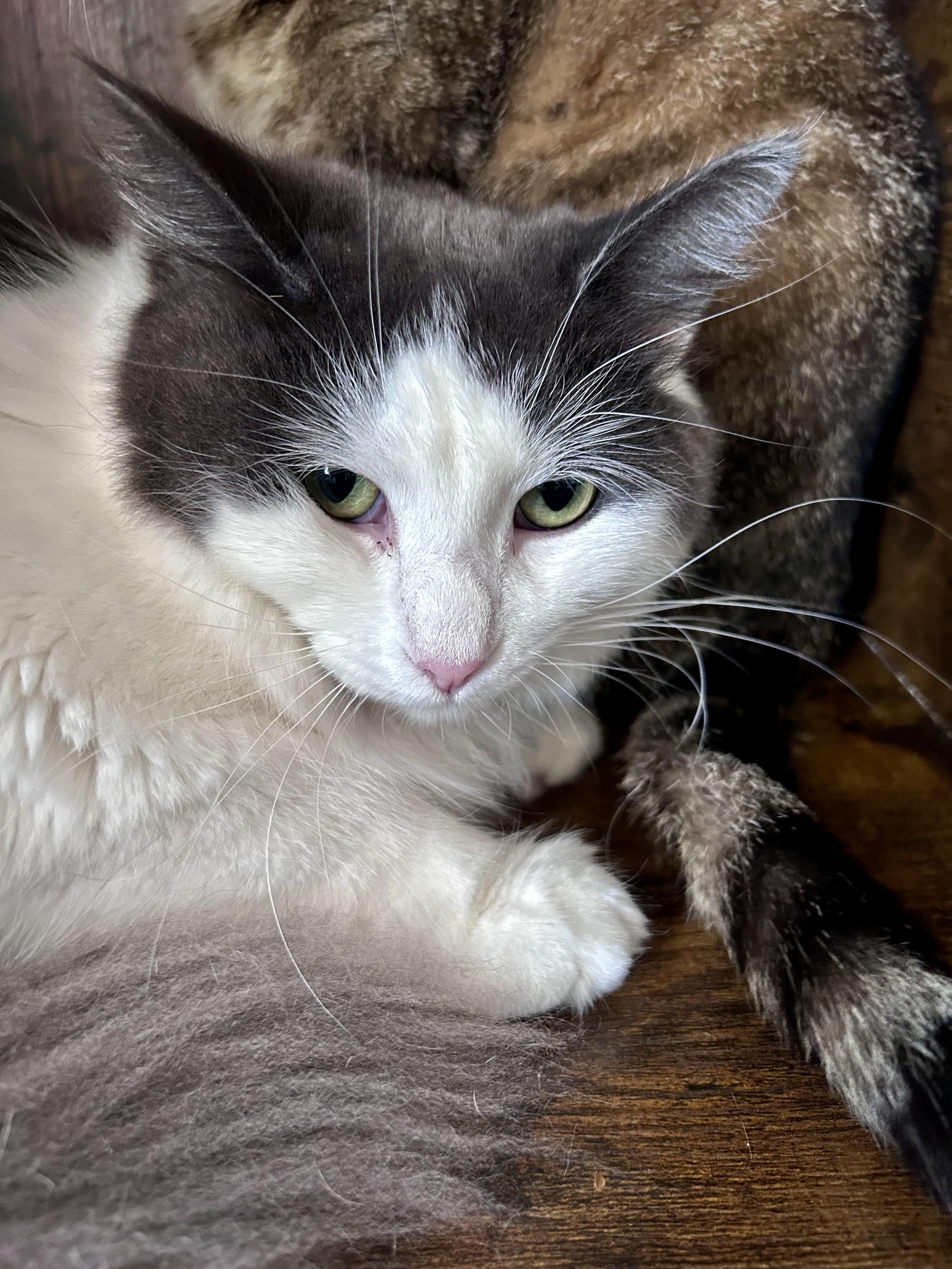 Ramon, a Adoptable Domestic Long Hair in Grand Rapids, MI image 6/6
