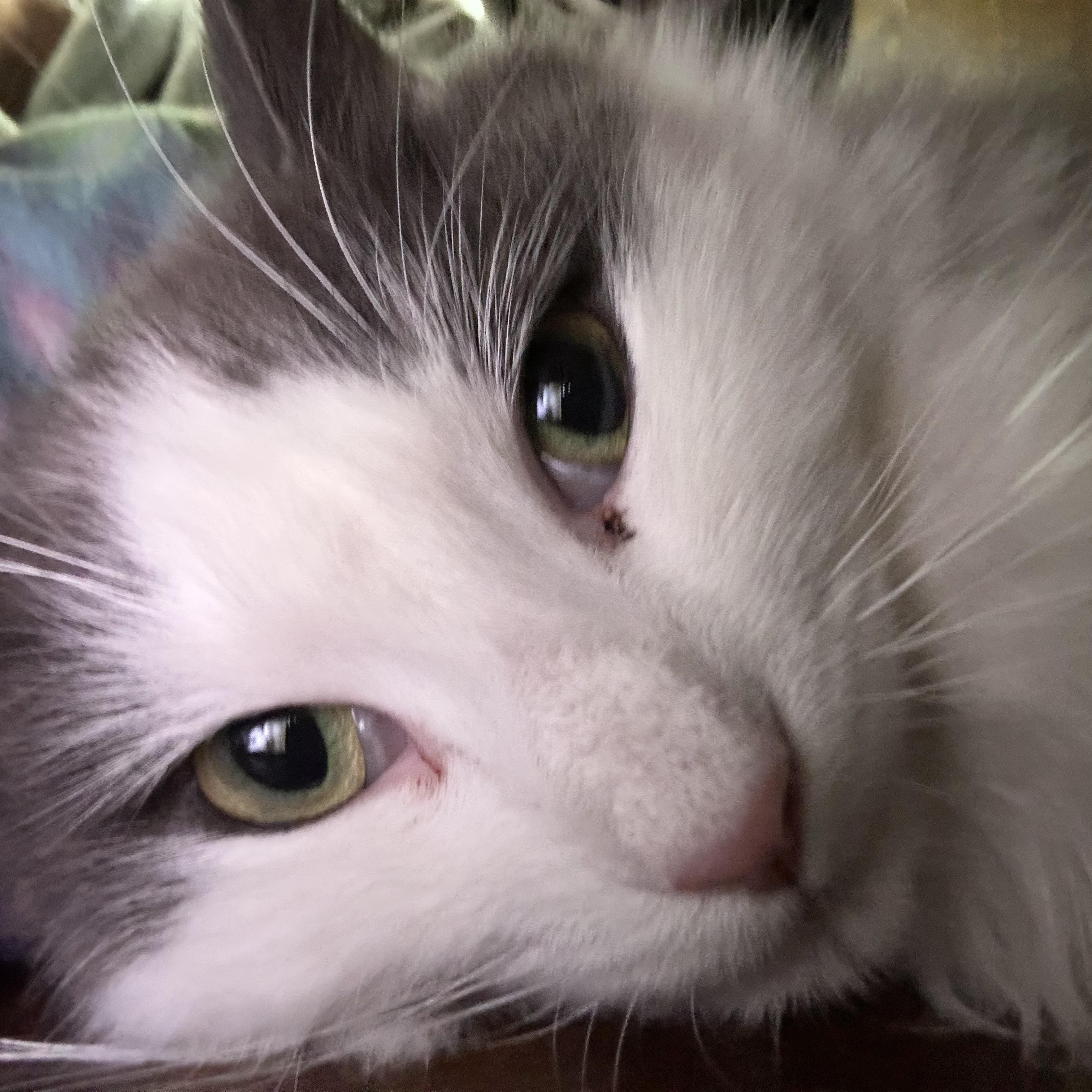 Enlarge Ramon, a Adoptable Domestic Long Hair in Grand Rapids, MI image 1/6