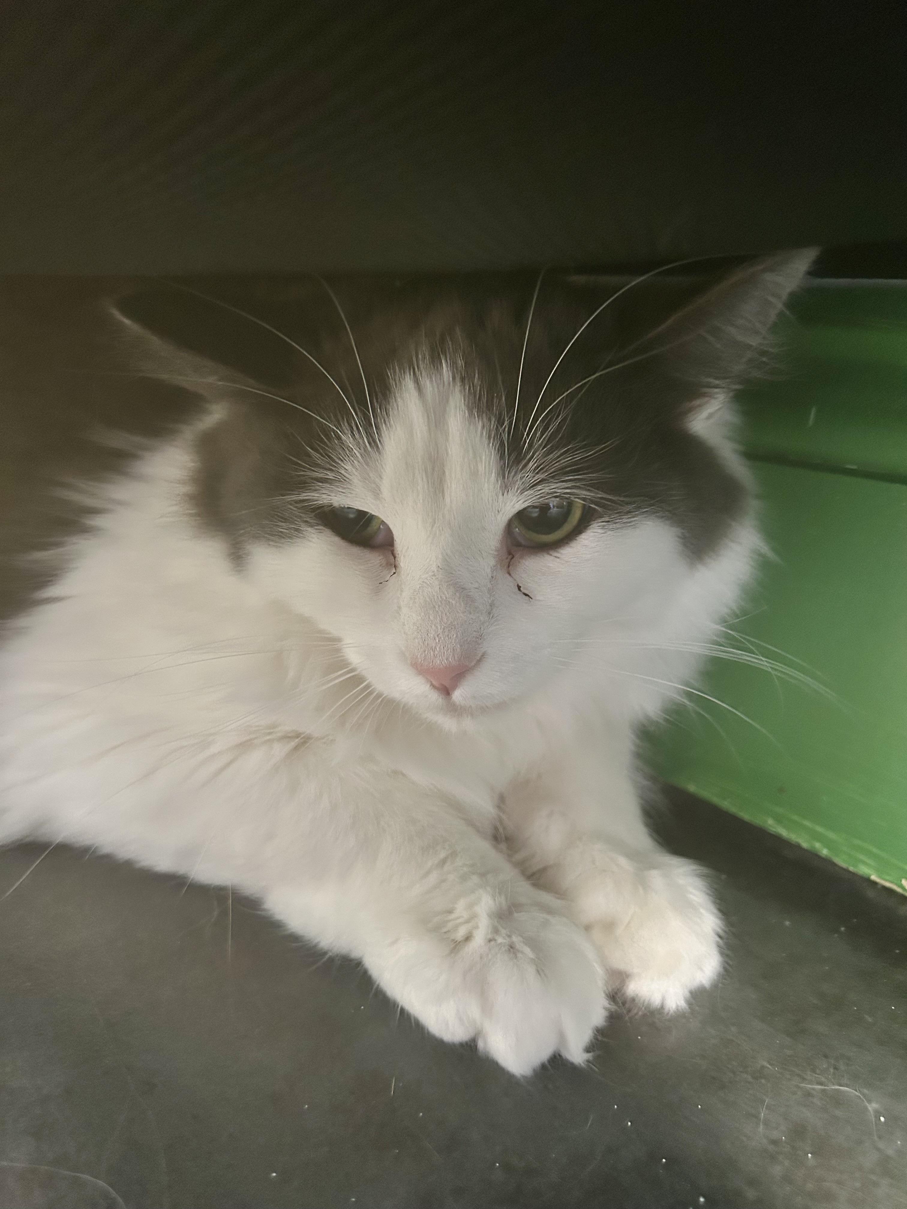 Enlarge Ramon, a Adoptable Domestic Long Hair in Grand Rapids, MI image 2/6