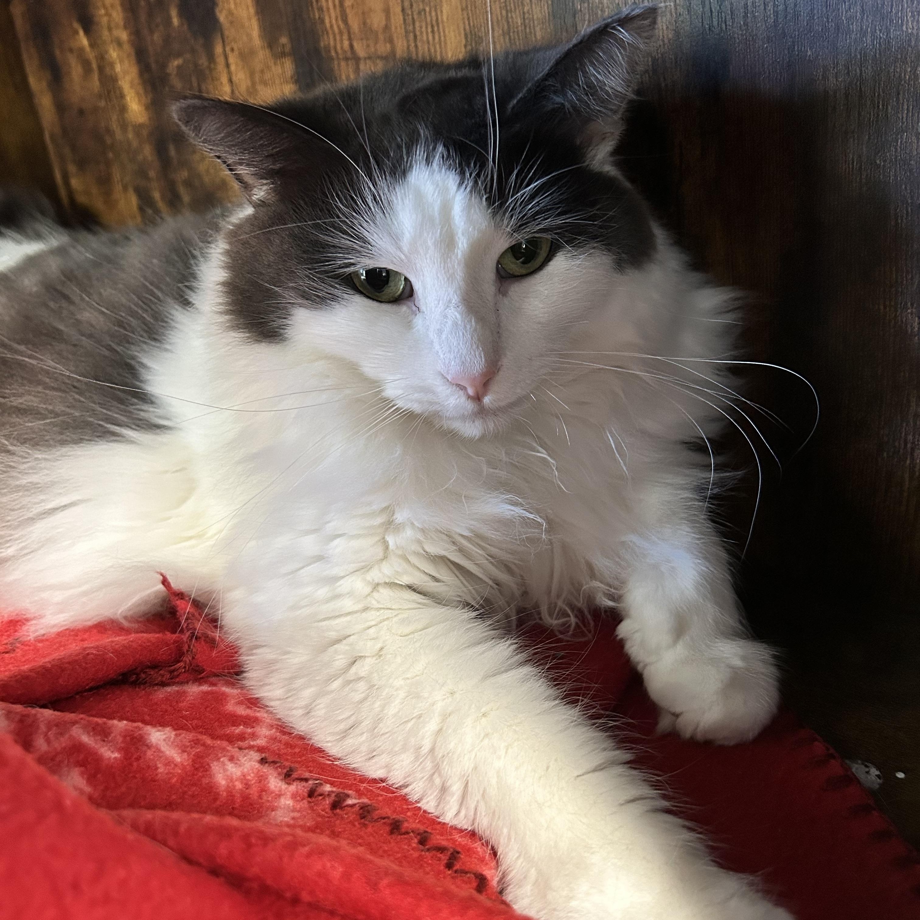 Enlarge Ramon, a Adoptable Domestic Long Hair in Grand Rapids, MI image 1/6
