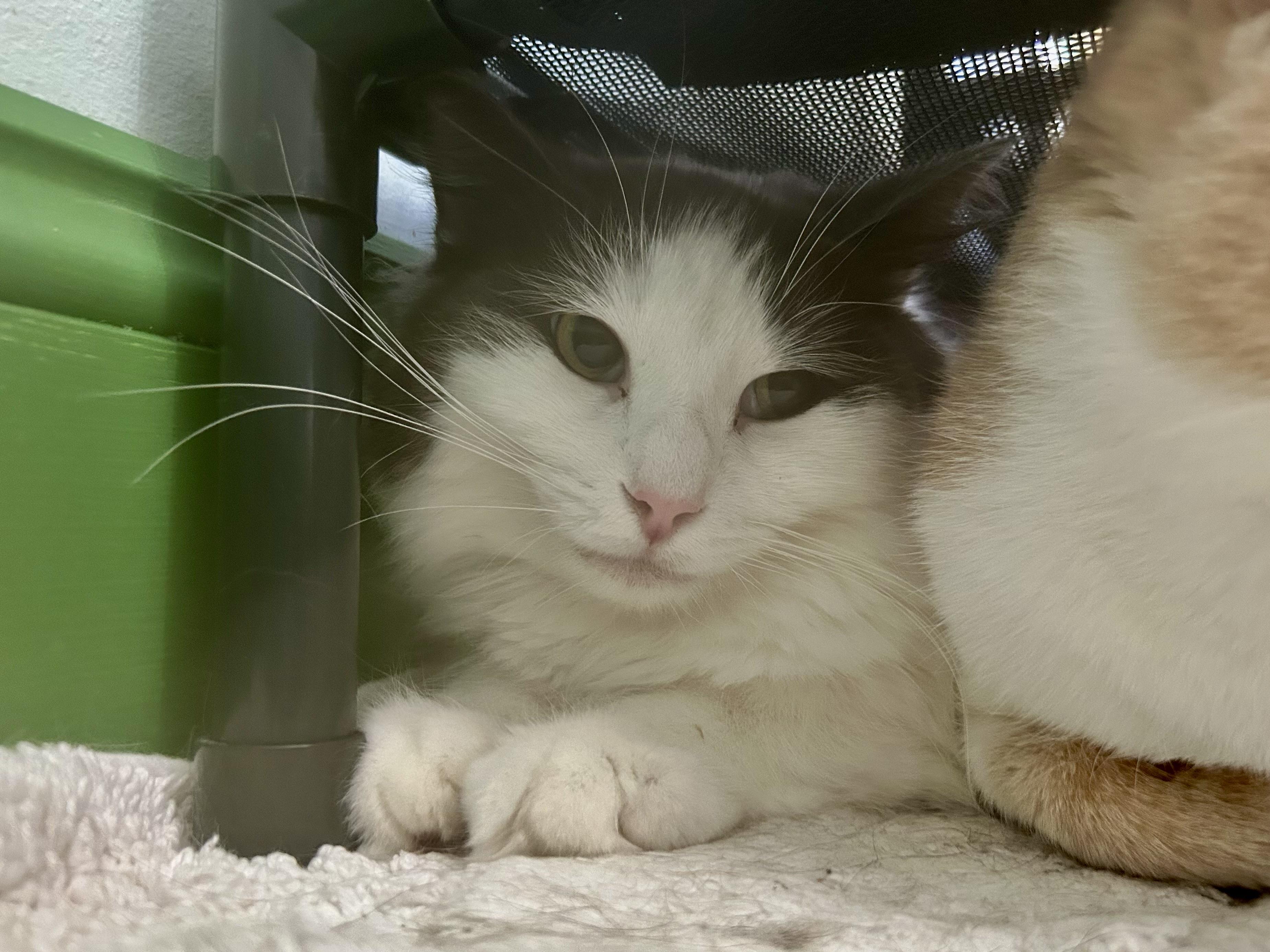 Enlarge Ramon, a Adoptable Domestic Long Hair in Grand Rapids, MI image 1/6