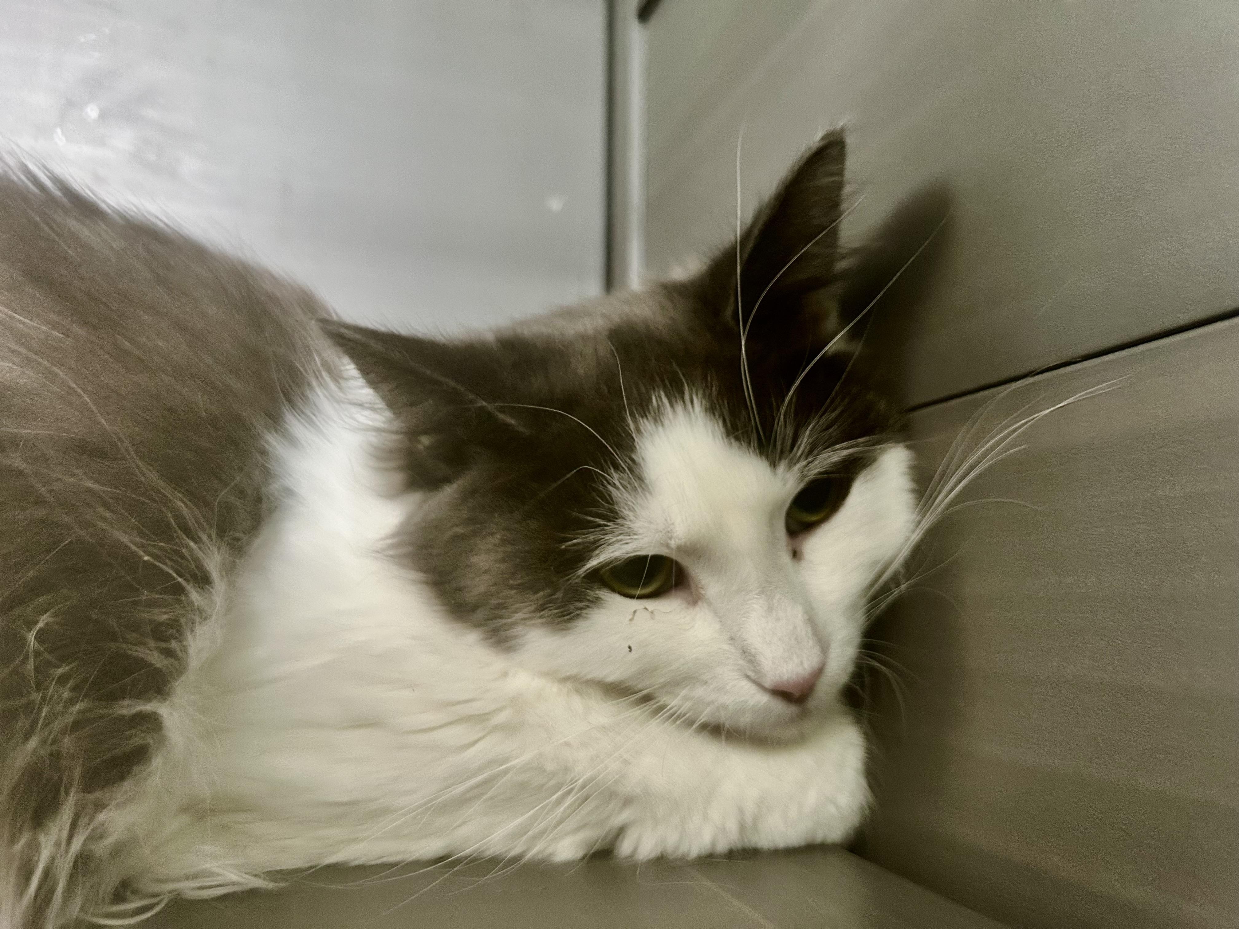 Enlarge Ramon, a Adoptable Domestic Long Hair in Grand Rapids, MI image 3/6