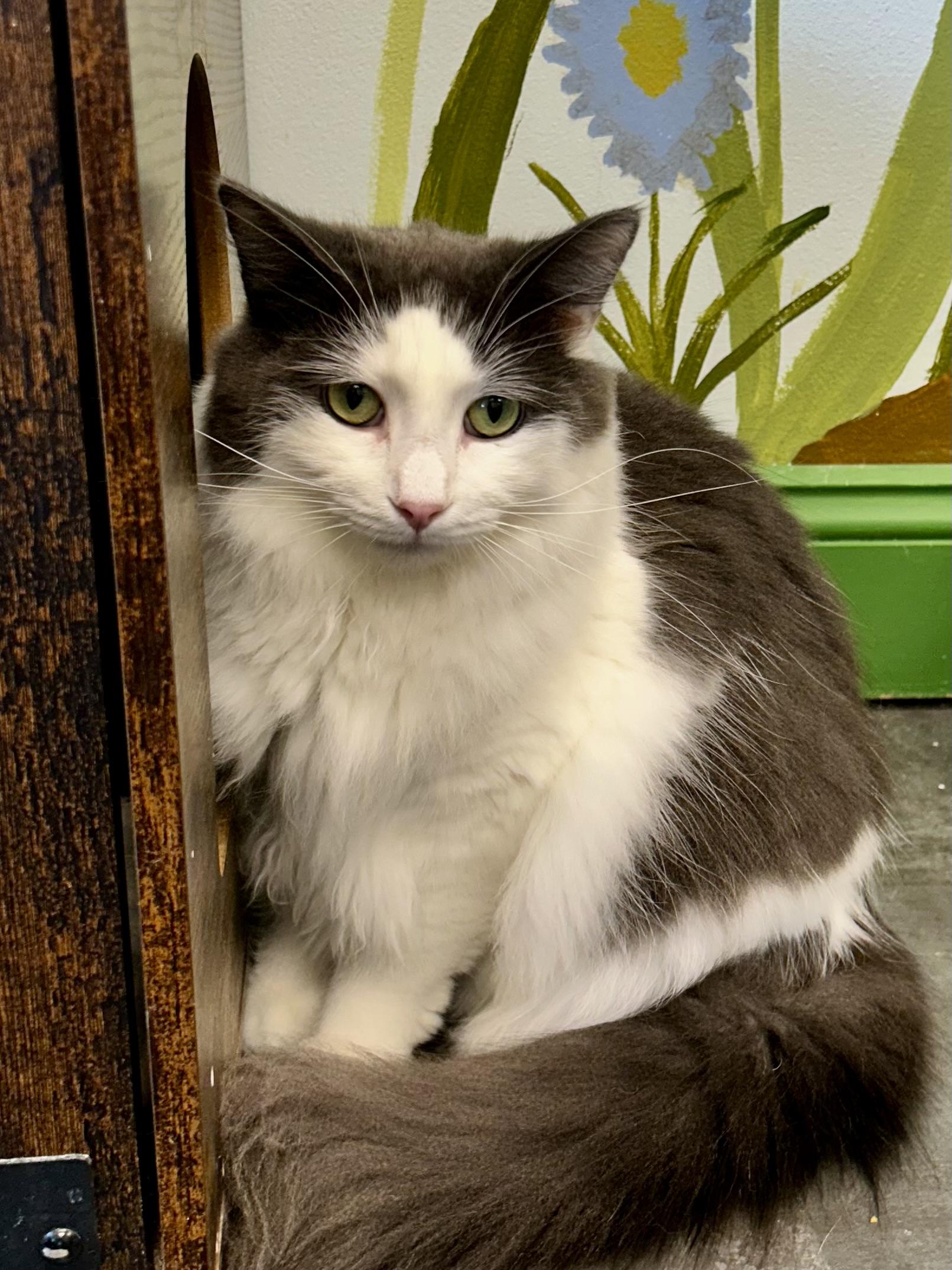 Enlarge Ramon, a Adoptable Domestic Long Hair in Grand Rapids, MI image 1/6