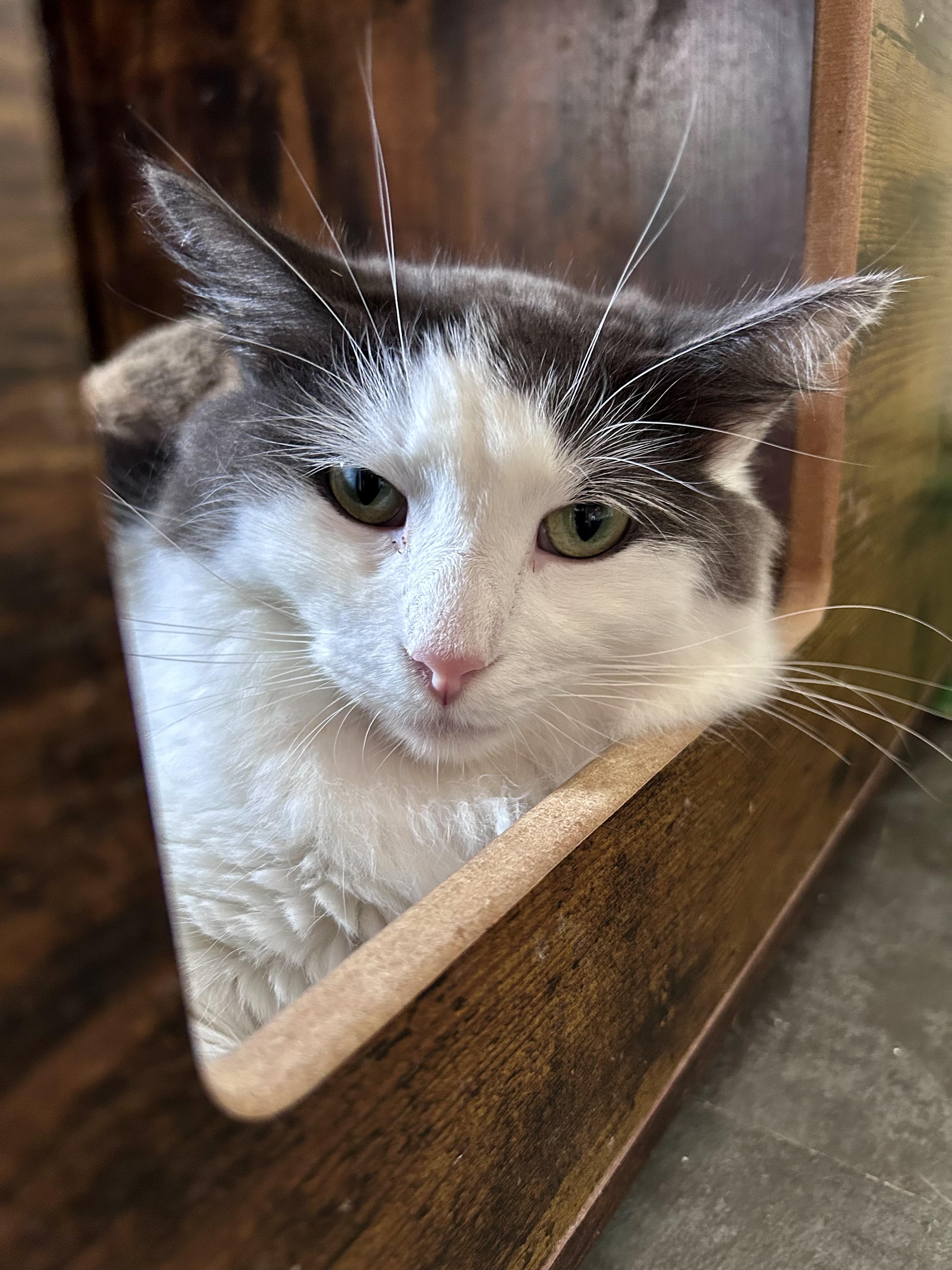 Ramon, Adoptable, Young Male Domestic Long Hair.