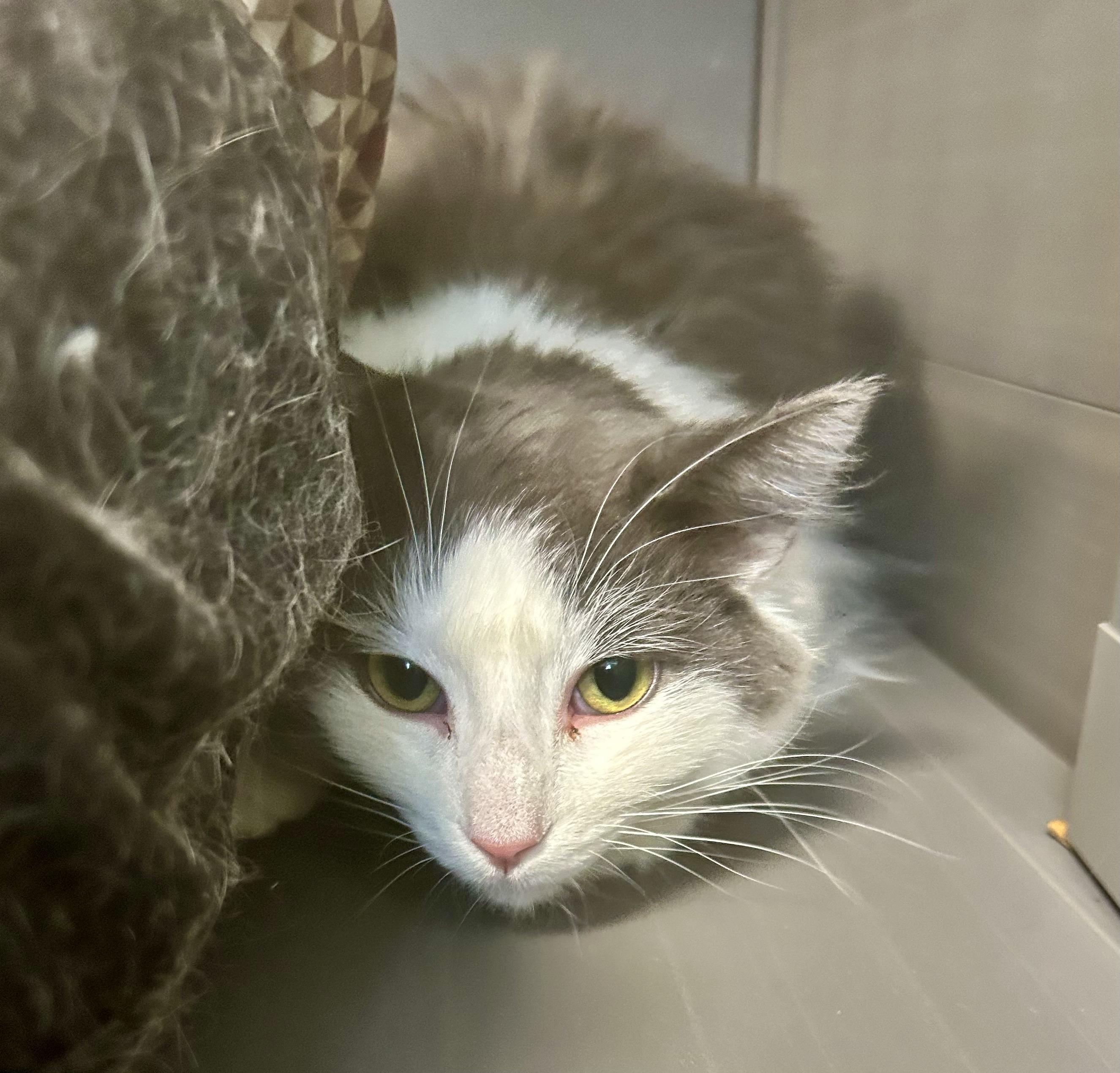 Enlarge Ramon, a Adoptable Domestic Long Hair in Grand Rapids, MI image 2/6