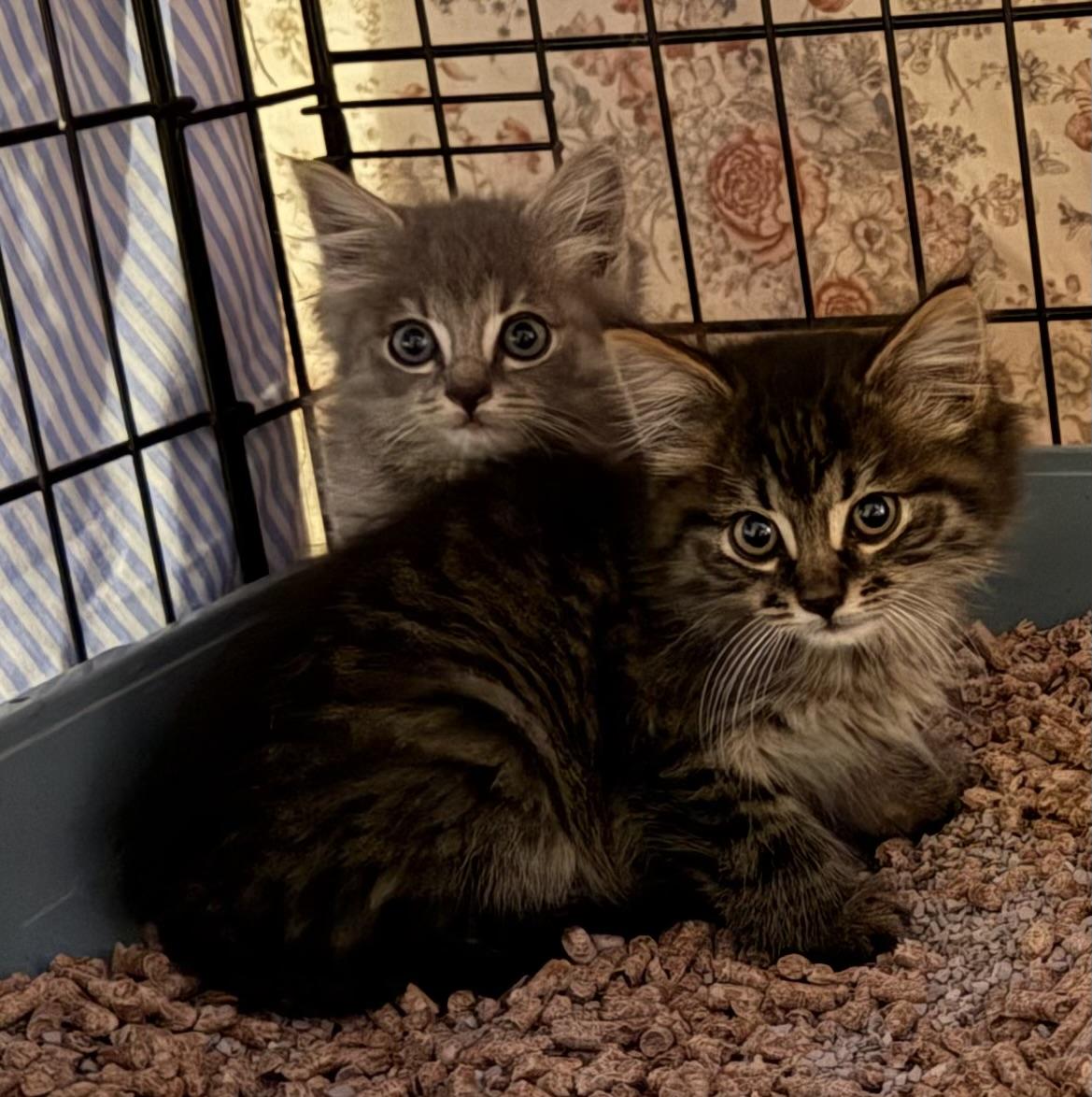 Foster/socialize to adopt and there's no fee, ADOPTABLE, Kitten Male Domestic Long Hair.