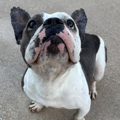 Enlarge Trooper, a ADOPTABLE mixed breed in The Colony, TX image 3/6